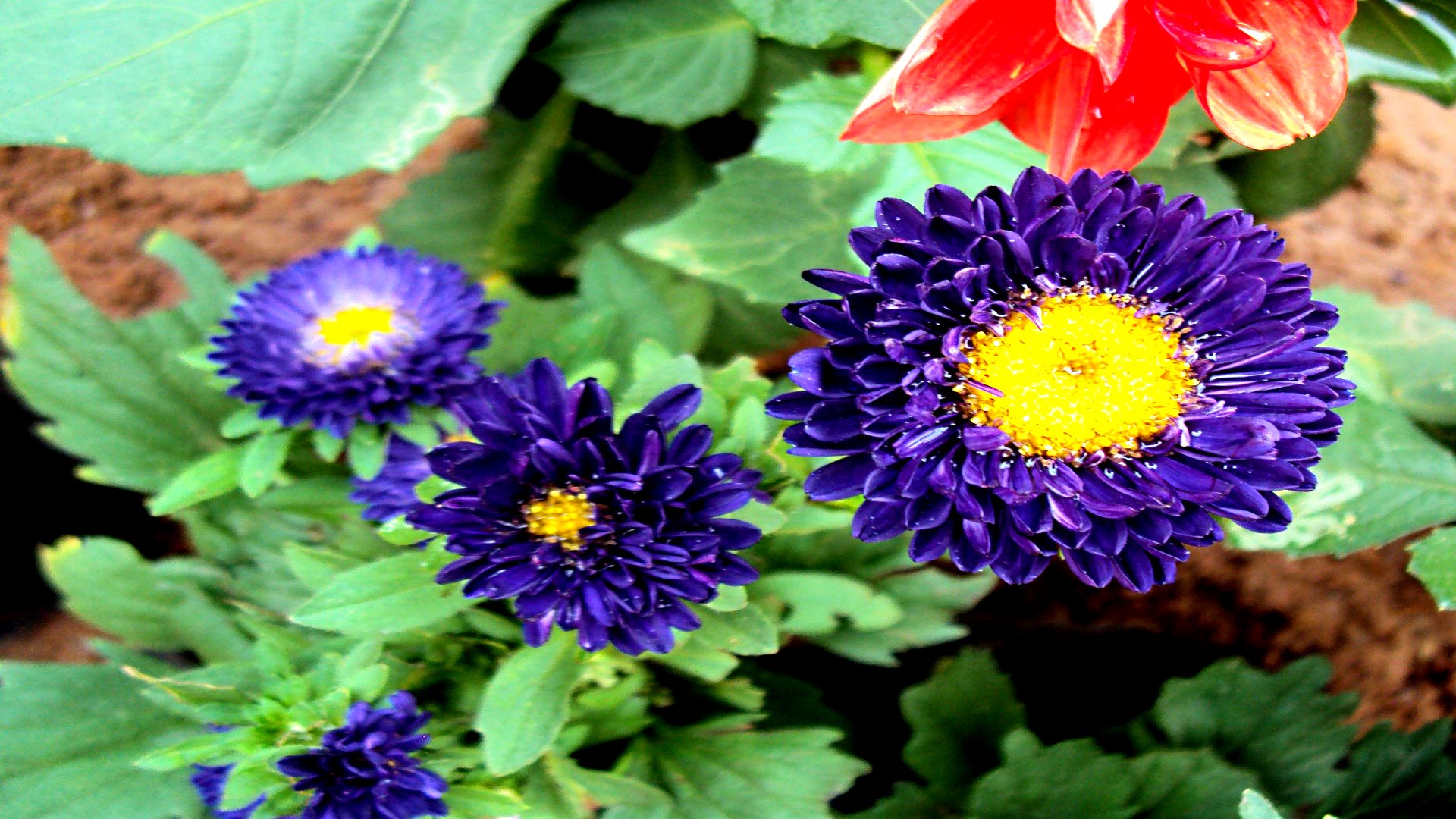 Téléchargez gratuitement l'image Fleurs, Fleur, Terre/nature sur le bureau de votre PC