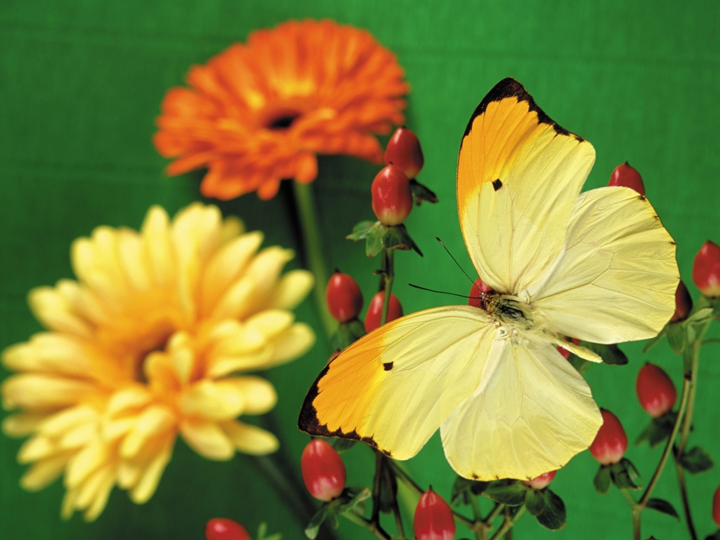 plants, butterflies, flowers Desktop home screen Wallpaper