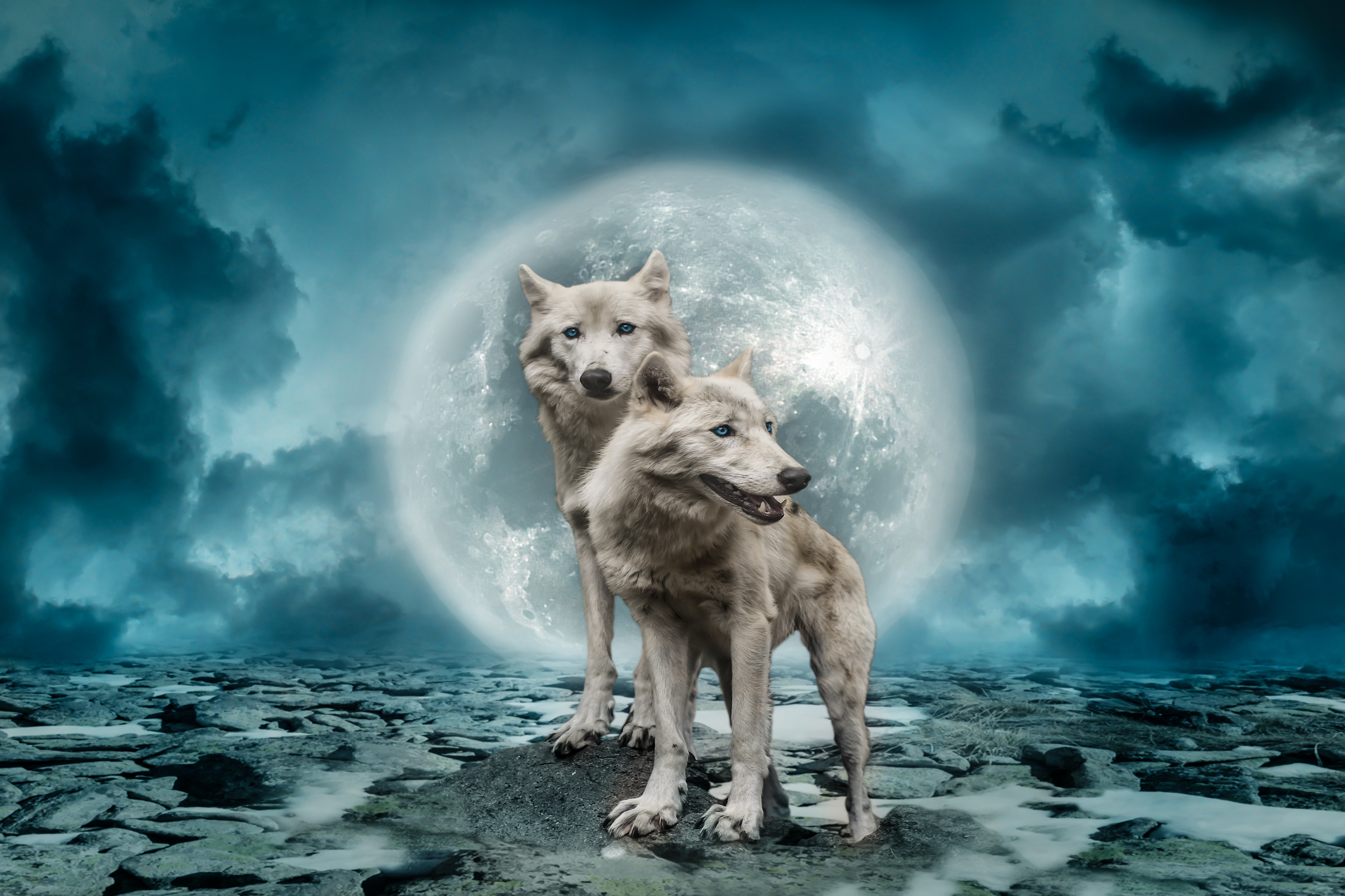 Descarga gratuita de fondo de pantalla para móvil de Animales, Luna, Lobo, Nube, Ojos Azules, Manipulación, Wolves.