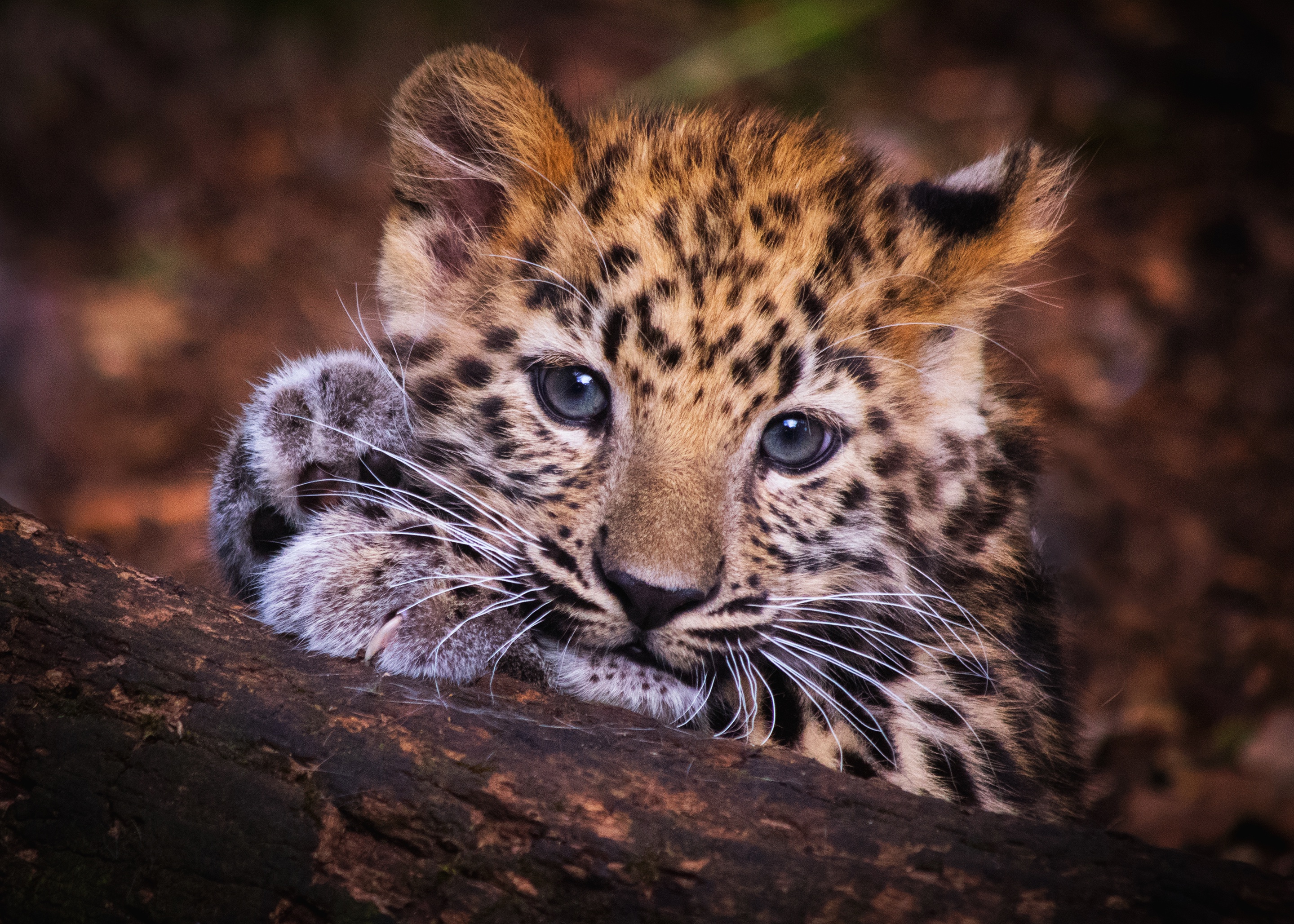 Baixar papel de parede para celular de Animais, Gatos, Leopardo, Animal Bebê, Filhote gratuito.