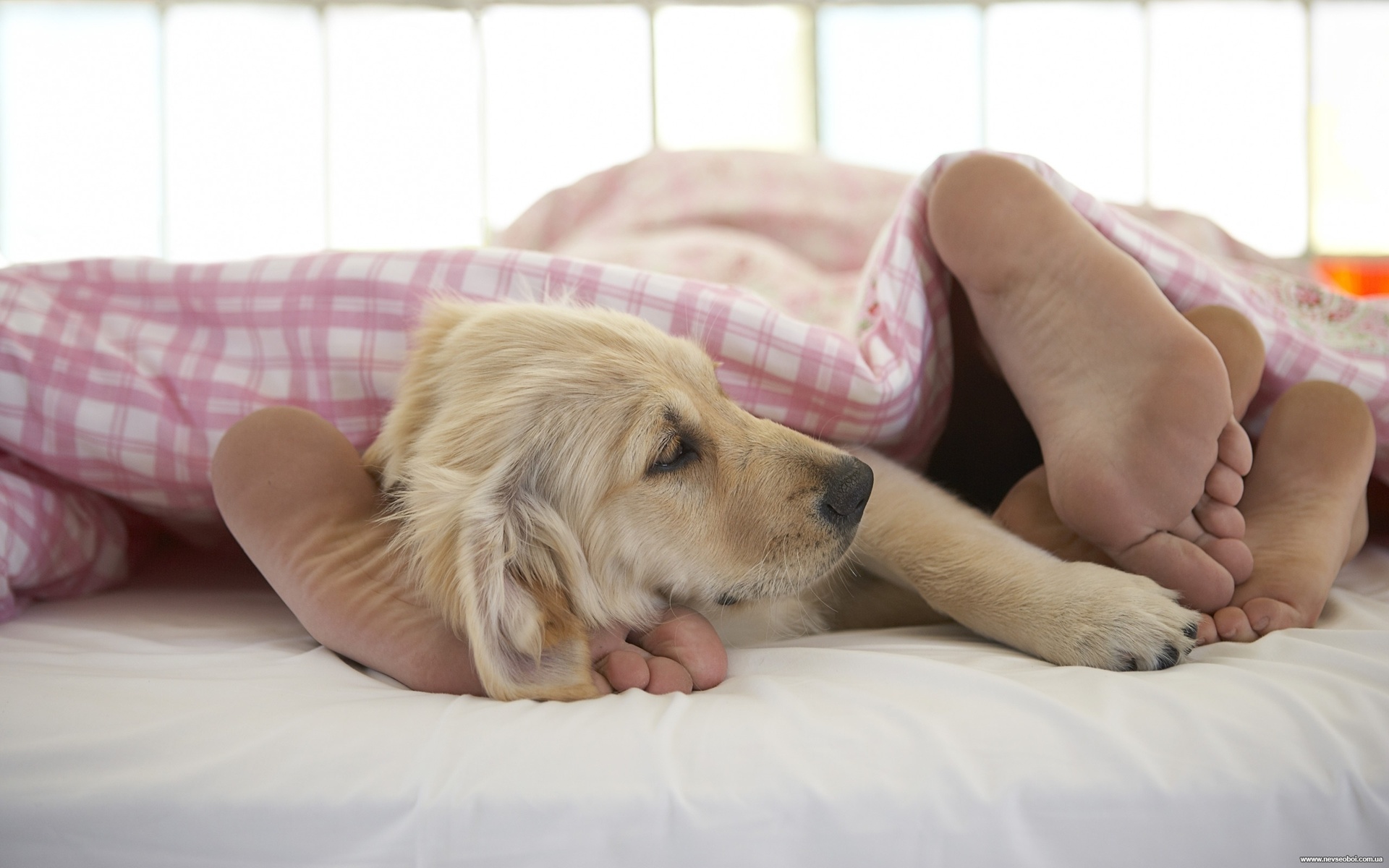 Baixe gratuitamente a imagem Animais, Cães, Cão na área de trabalho do seu PC