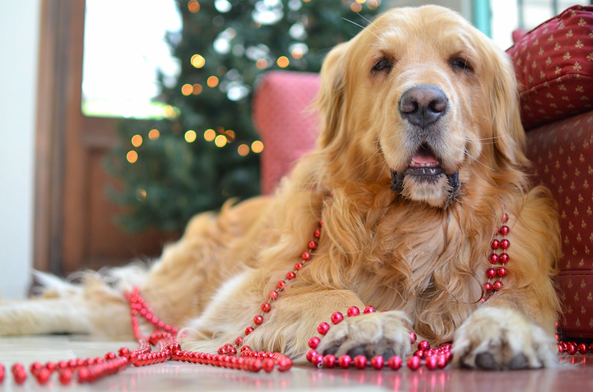 animal, golden retriever, beads, dog, dogs