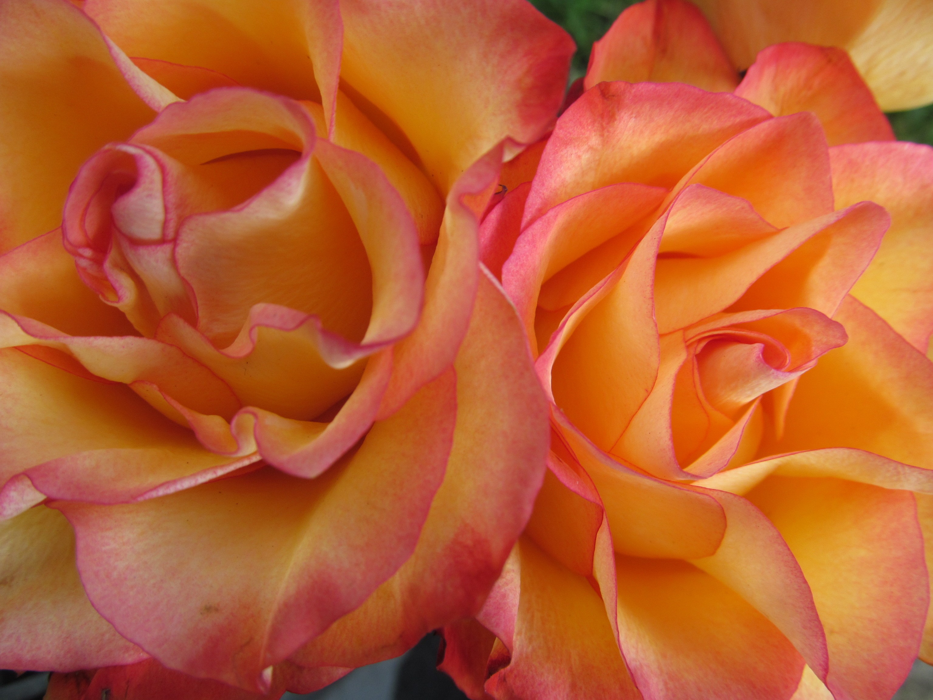 Скачать картинку Цветок, Роза, Земля/природа, Персиковый Цветок, Флауэрсы в телефон бесплатно.
