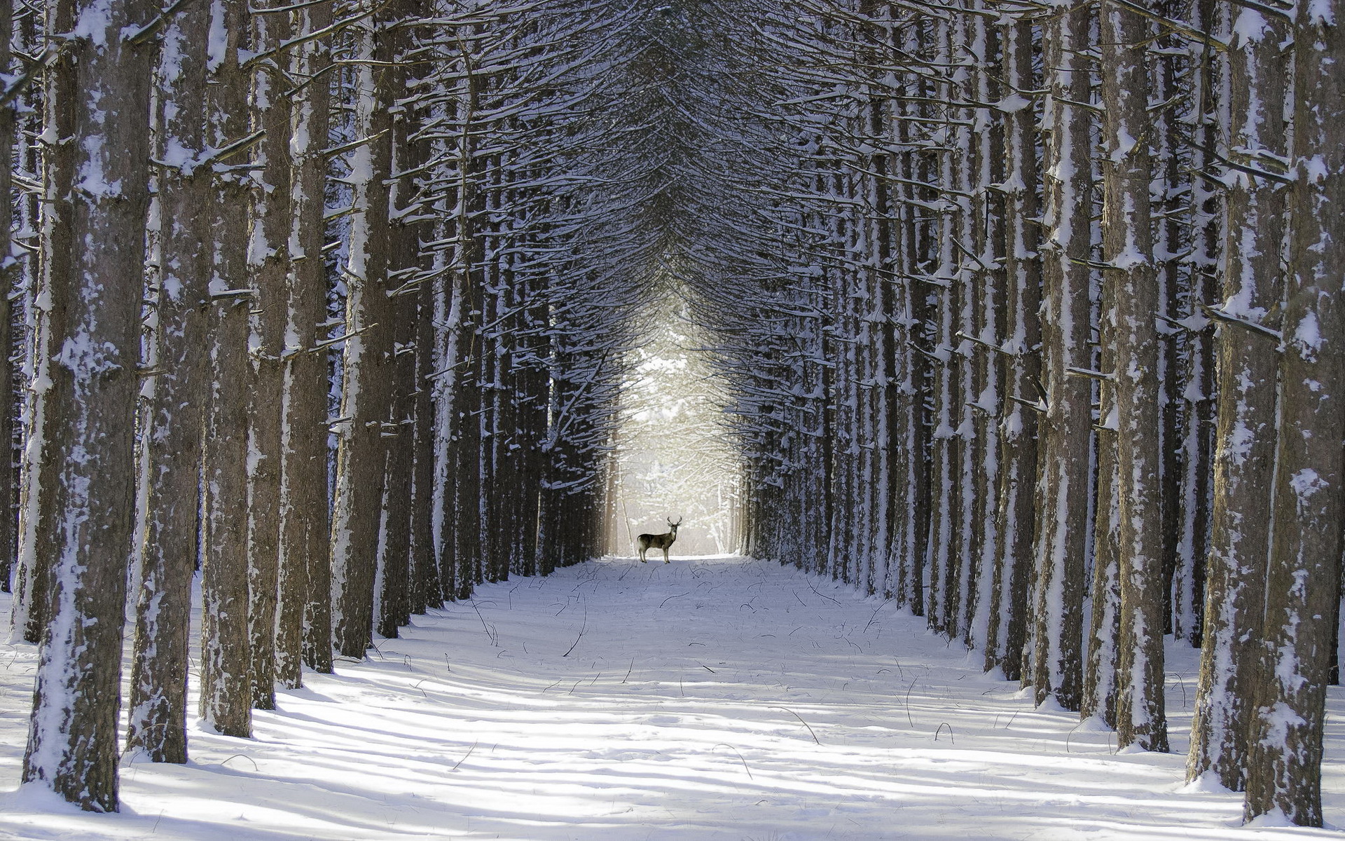 animal, deer, buck, snow, tree, winter