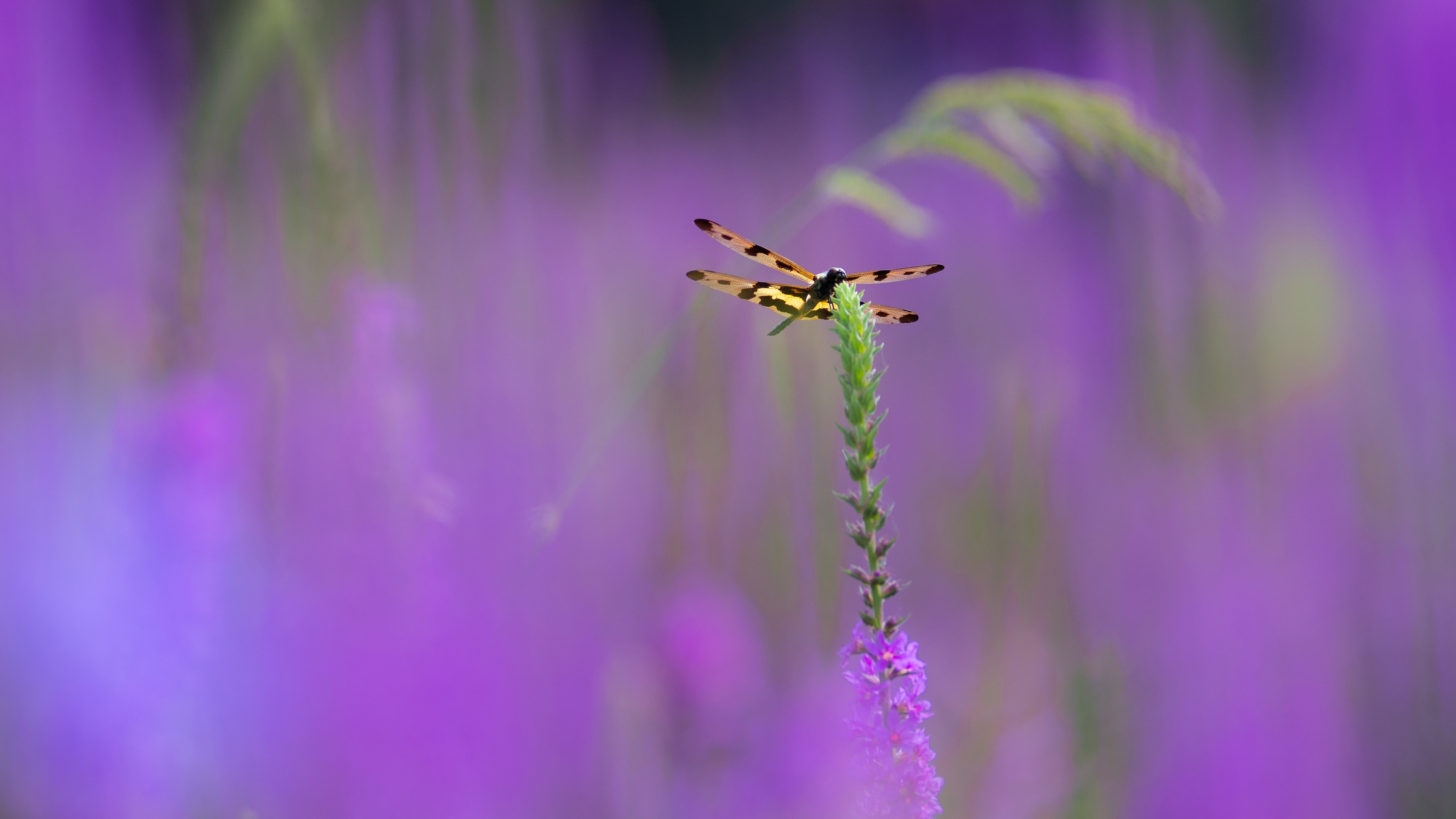 Laden Sie das Tiere, Insekten, Blume, Insekt, Libelle-Bild kostenlos auf Ihren PC-Desktop herunter