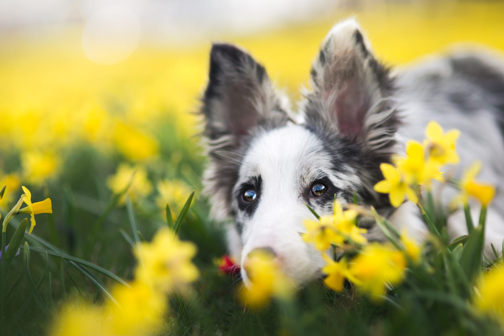 Download mobile wallpaper Dogs, Dog, Animal, Australian Shepherd, Daffodil for free.