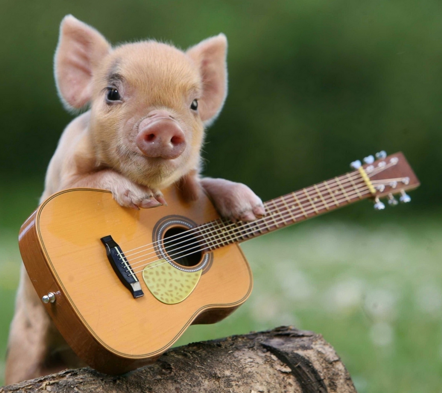 Download mobile wallpaper Guitar, Animal, Cute, Pig for free.