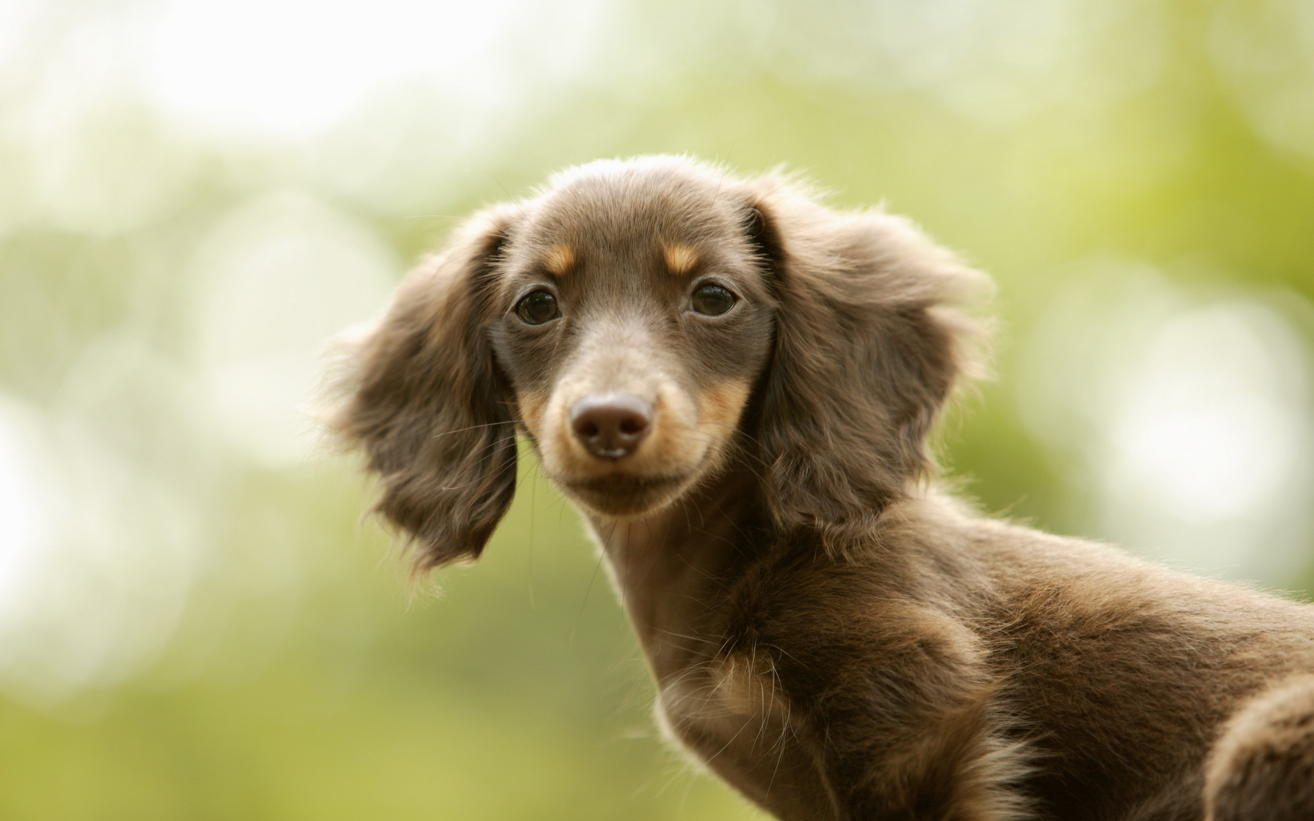 Handy-Wallpaper Tiere, Hunde, Hund kostenlos herunterladen.