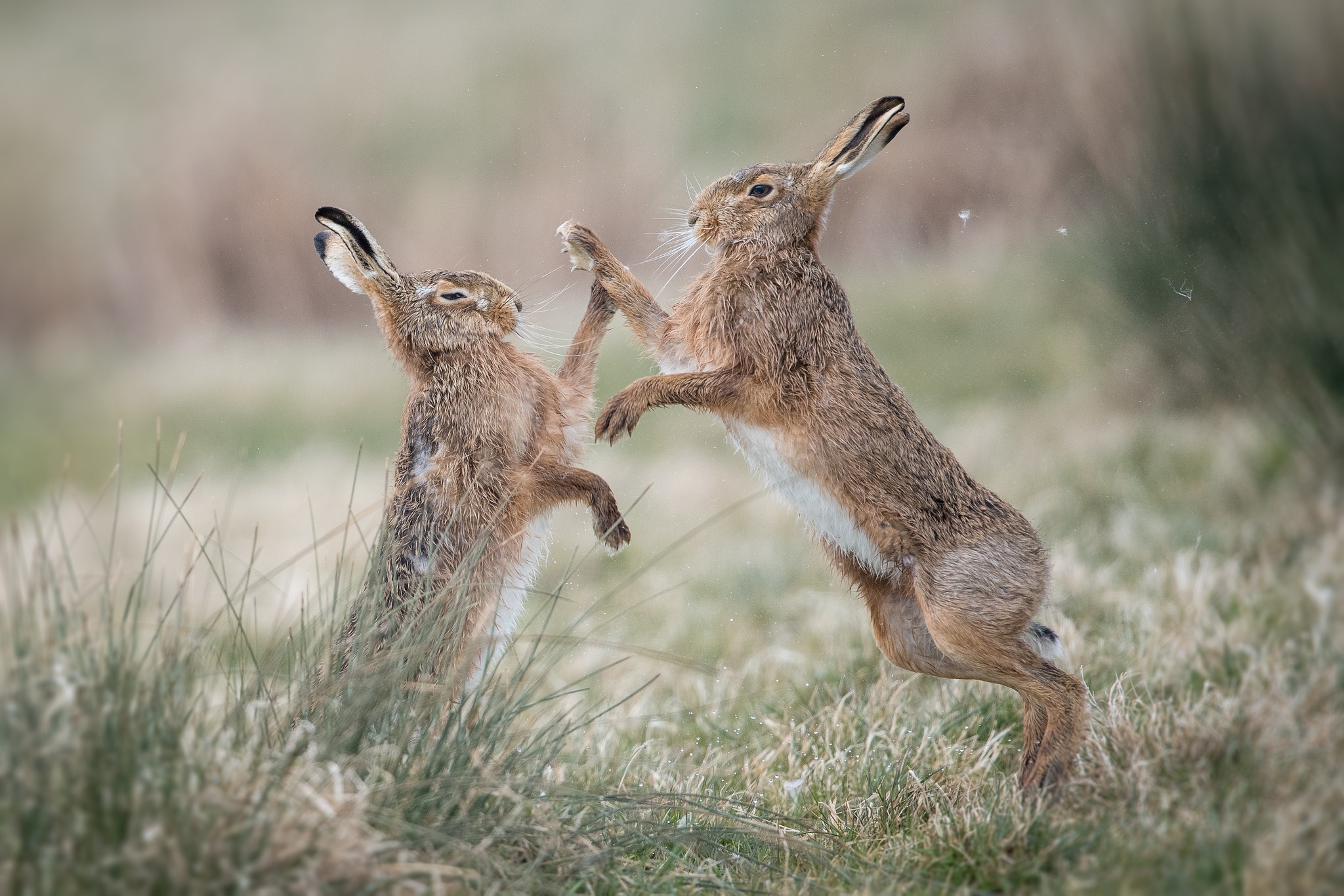 Free download wallpaper Animal, Hare on your PC desktop