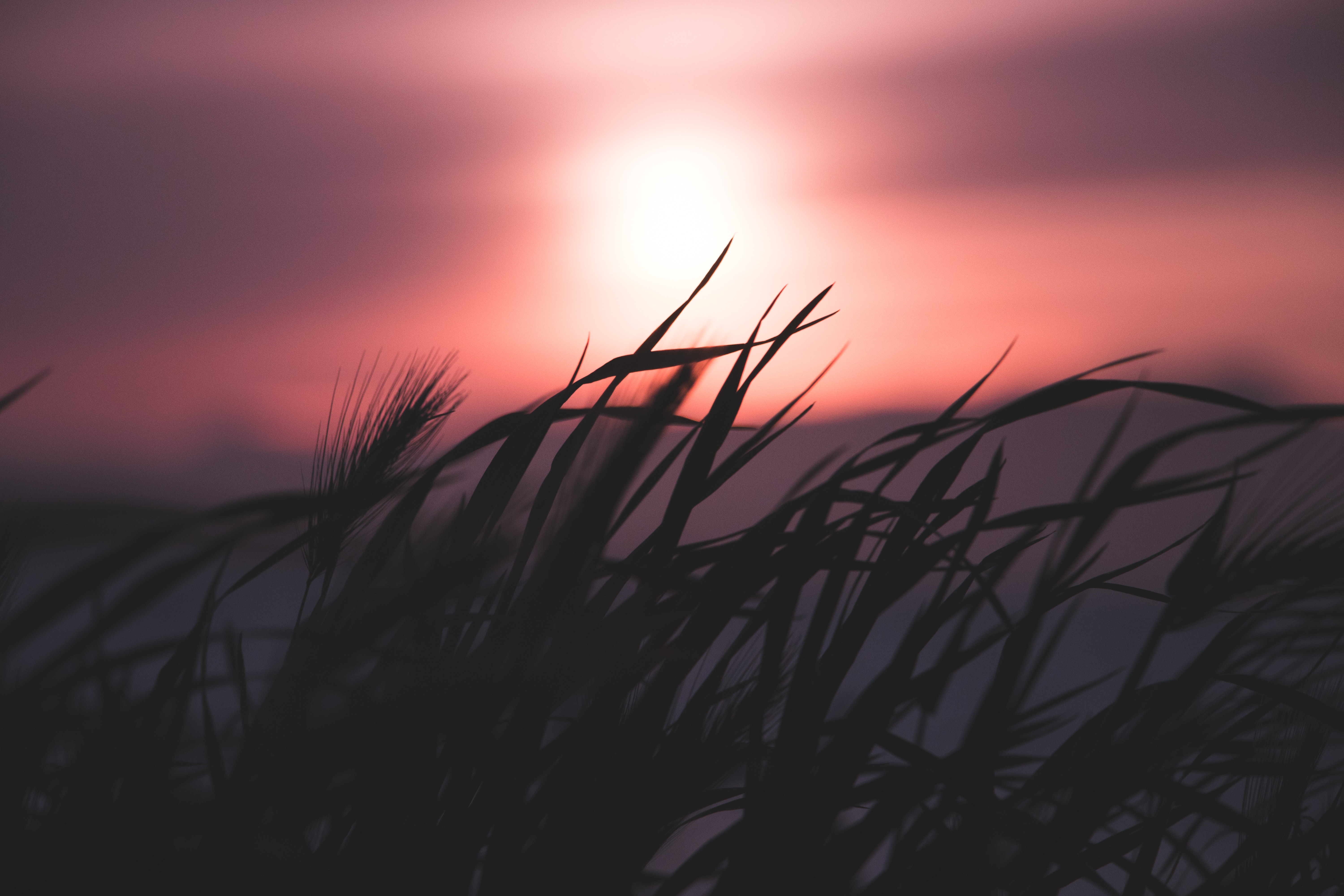 Download mobile wallpaper Grass, Sky, Smooth, Night, Silhouette, Blur, Dark for free.