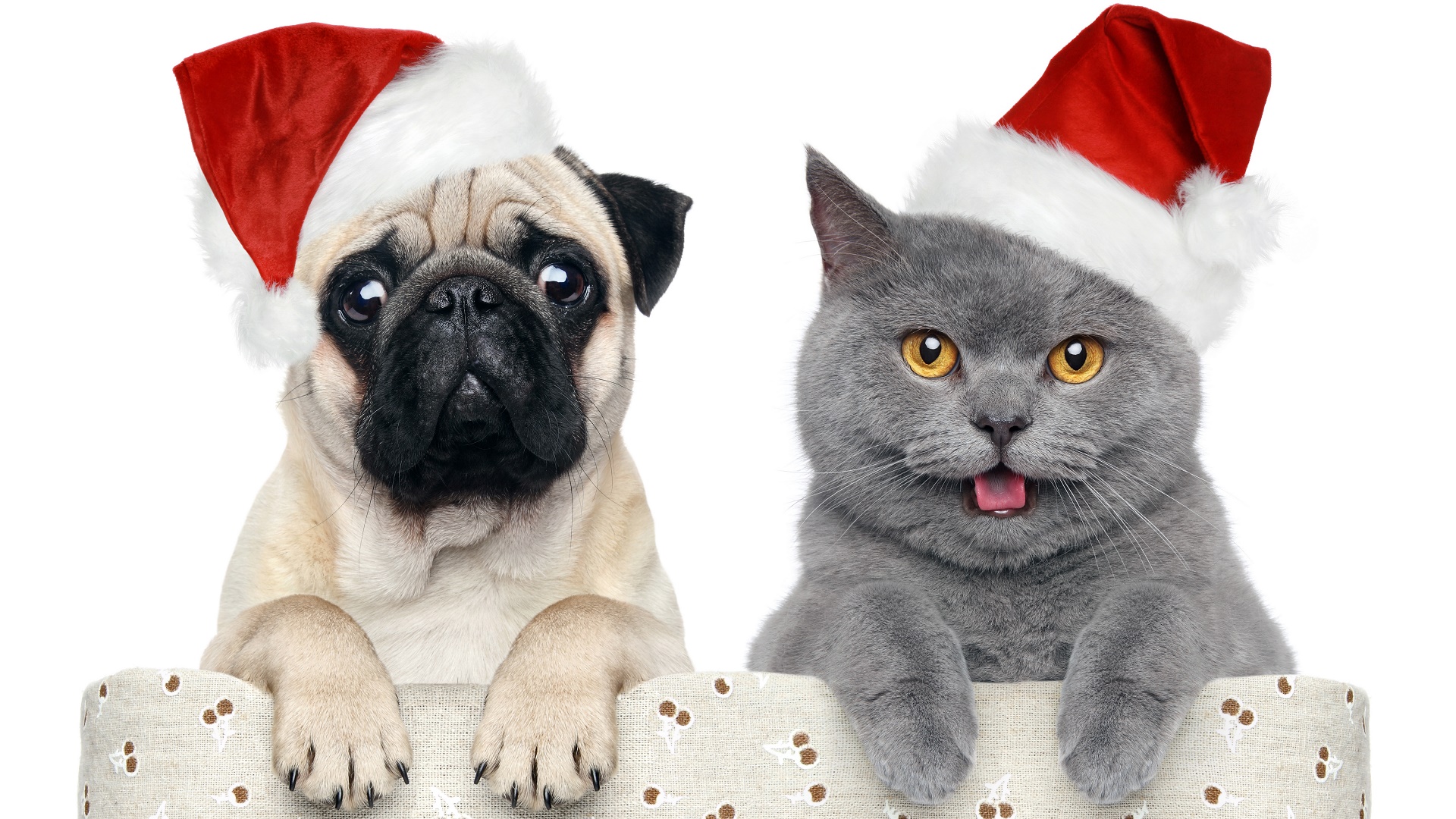 Handy-Wallpaper Tiere, Katze, Hund, Weihnachtsmütze, Katz & Hund kostenlos herunterladen.