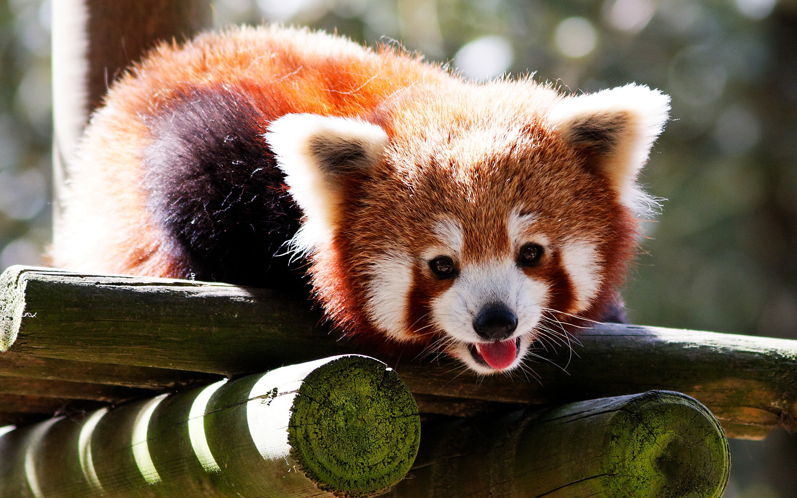 animal, red panda