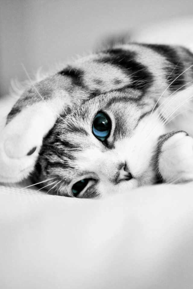 無料モバイル壁紙動物, ネコ, 猫, 子猫, 可愛い, 青い目をダウンロードします。