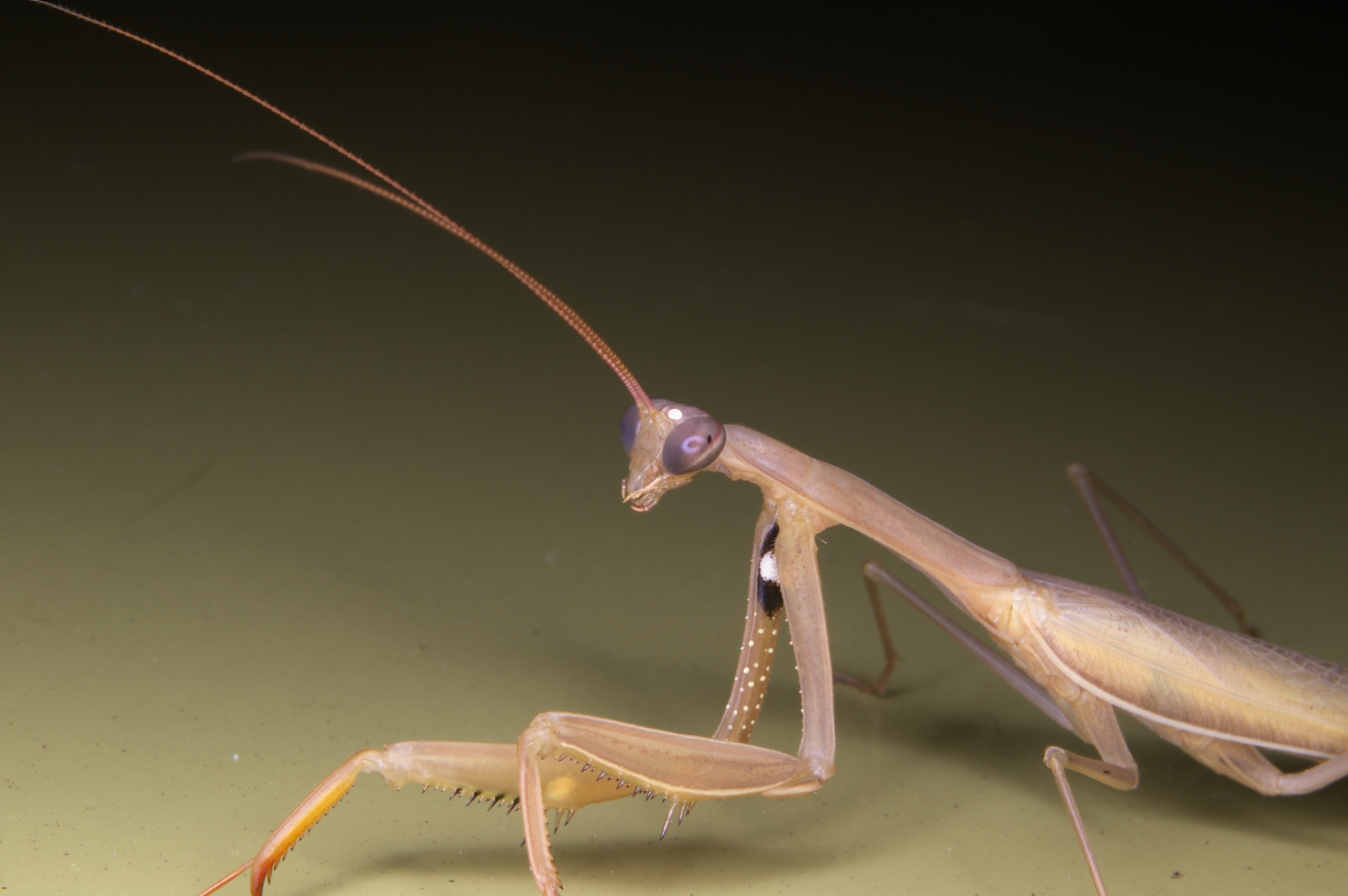 Free download wallpaper Insects, Animal, Praying Mantis on your PC desktop