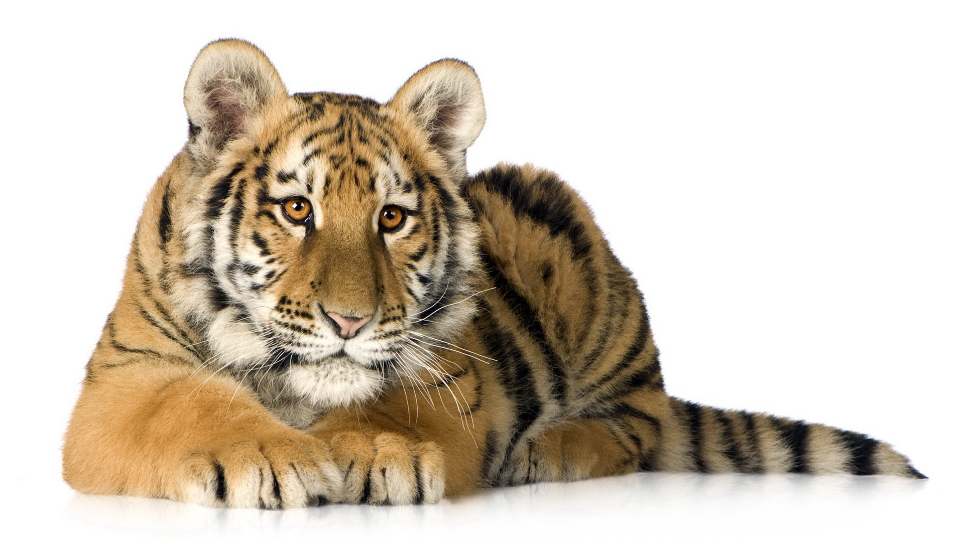 Download mobile wallpaper Tiger, Animal for free.