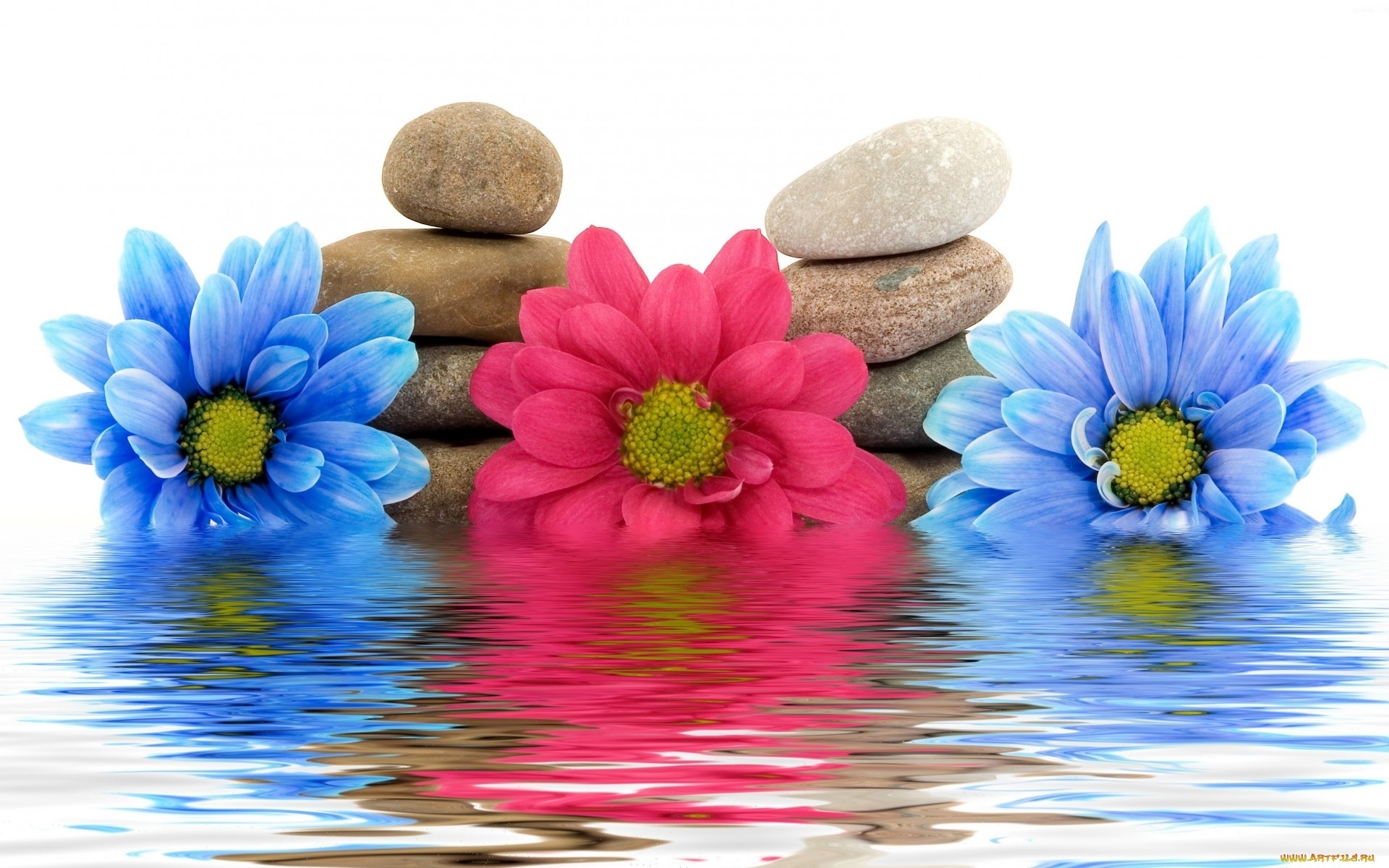 Free download wallpaper Plants, Flowers, Water, Stones, Still Life on your PC desktop