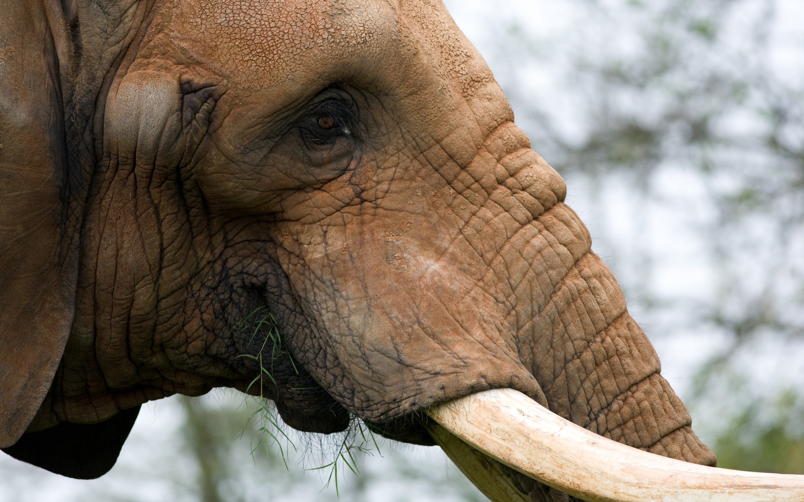 168700 скачать обои слоны, животные, африканский слон - заставки и картинки бесплатно
