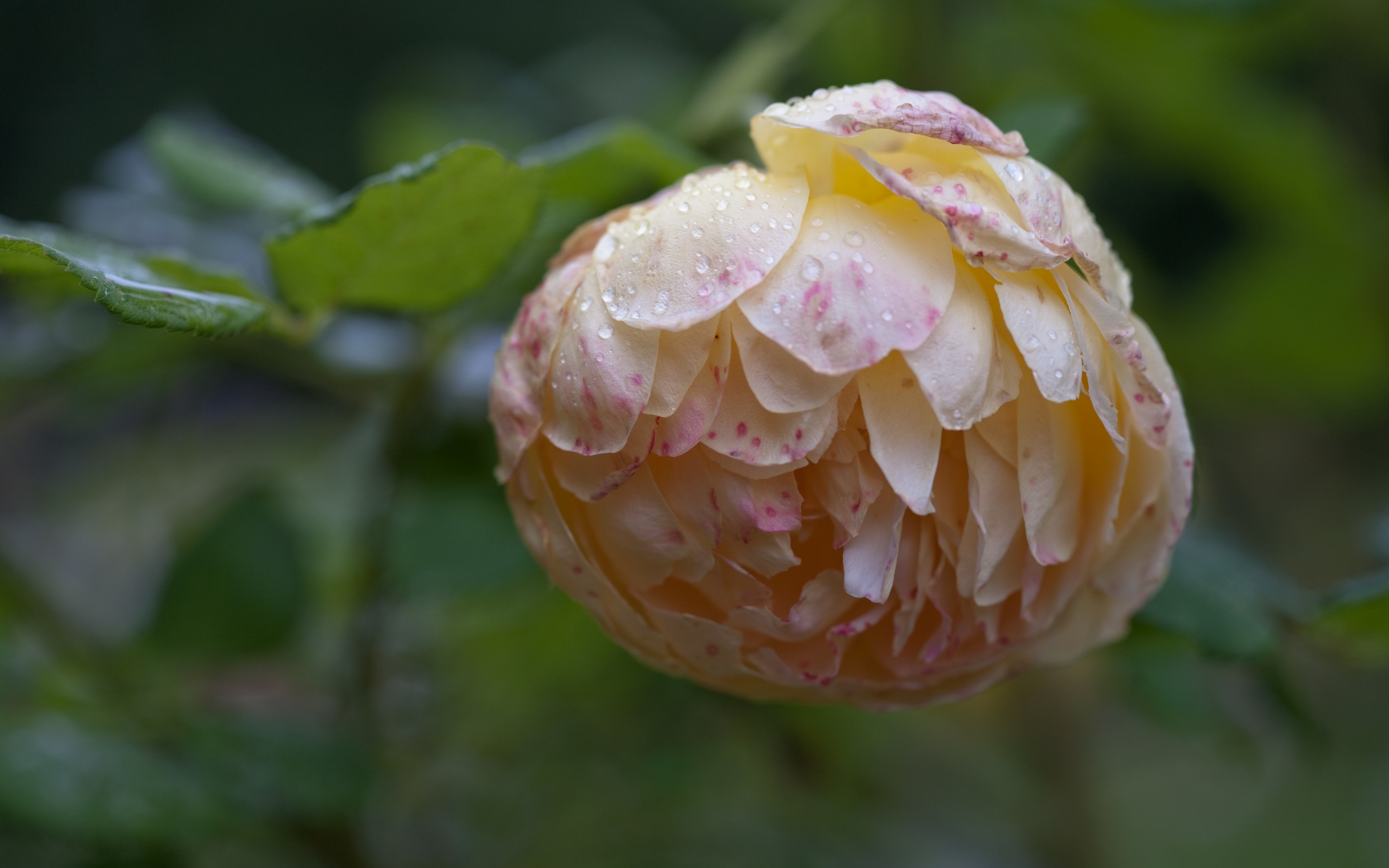 Descarga gratuita de fondo de pantalla para móvil de Flores, Flor, Tierra/naturaleza.