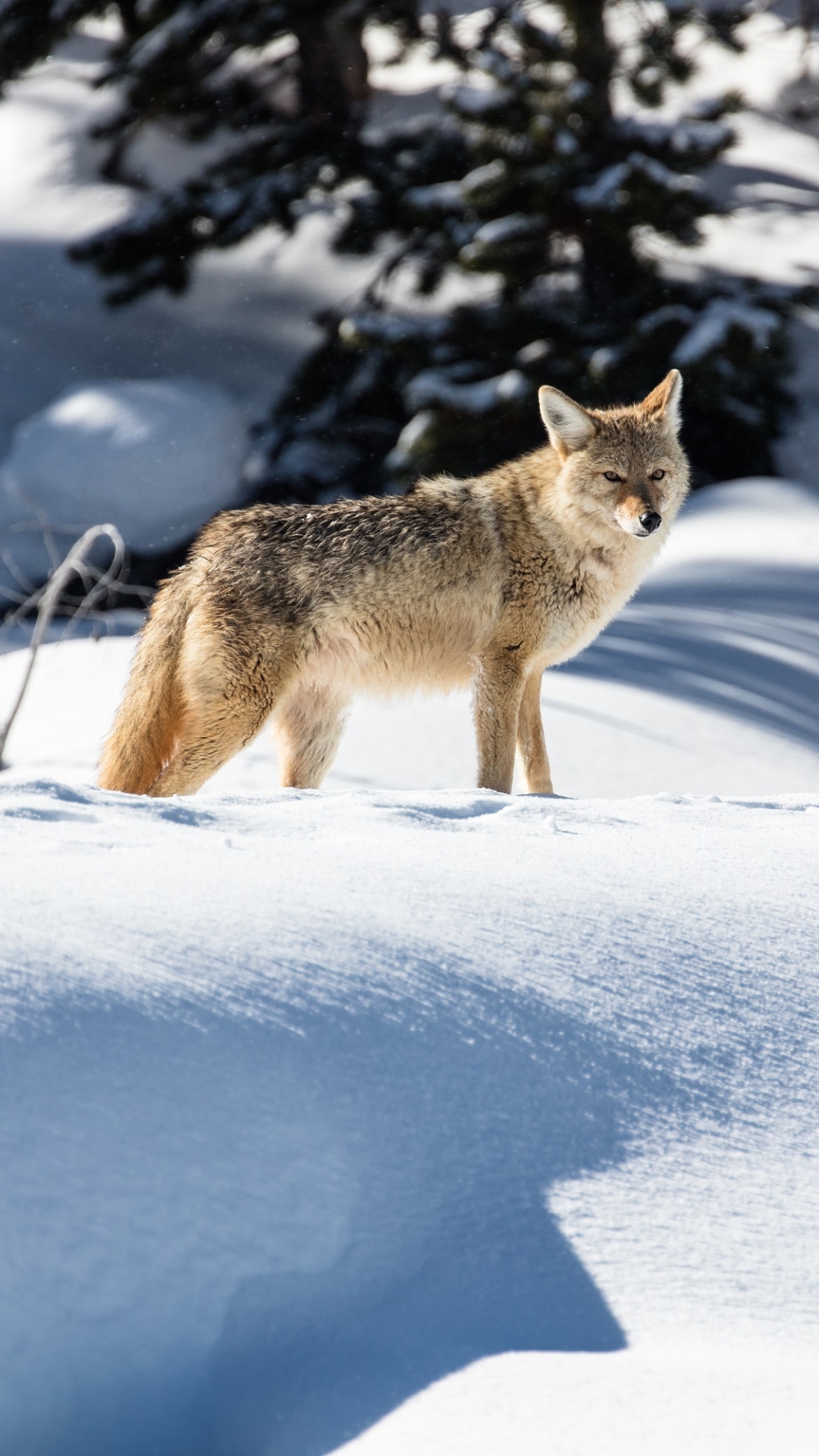 Descarga gratuita de fondo de pantalla para móvil de Animales, Nieve, Coyote.