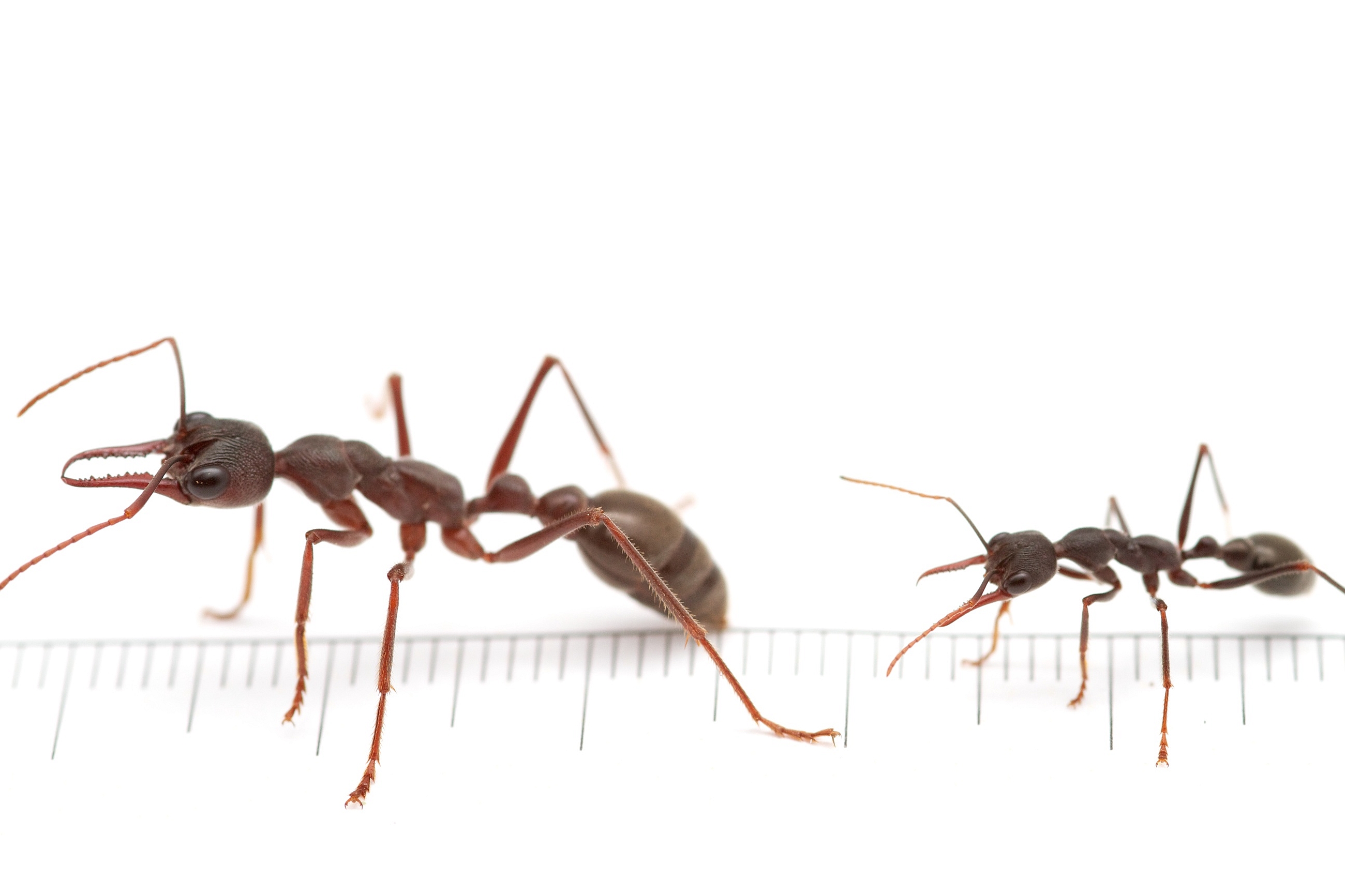 無料モバイル壁紙動物, 蟻をダウンロードします。