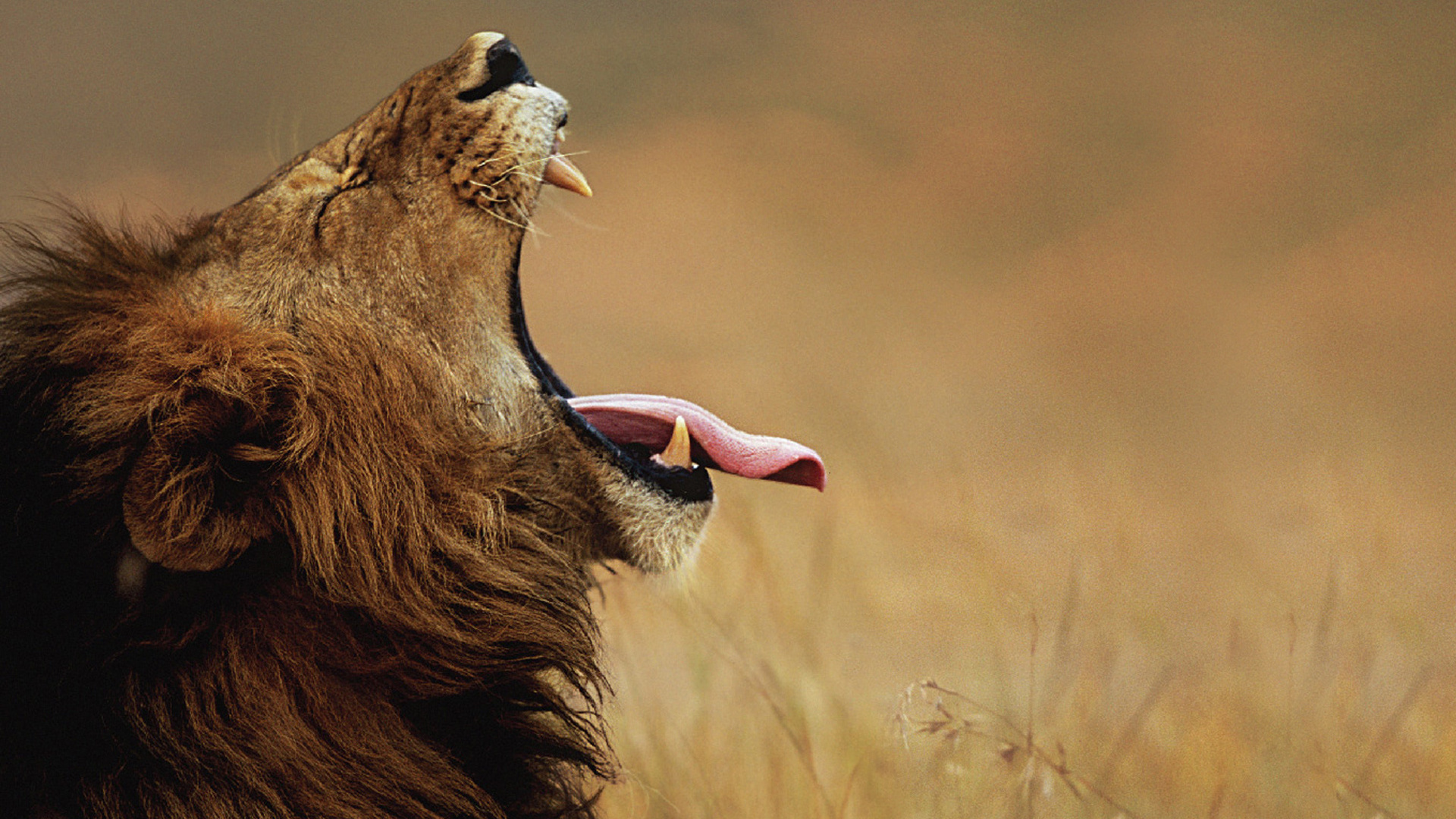 Téléchargez gratuitement l'image Animaux, Chats, Lion sur le bureau de votre PC