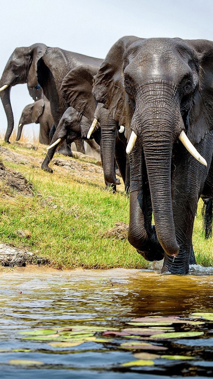 Download mobile wallpaper Elephants, Animal, African Bush Elephant for free.