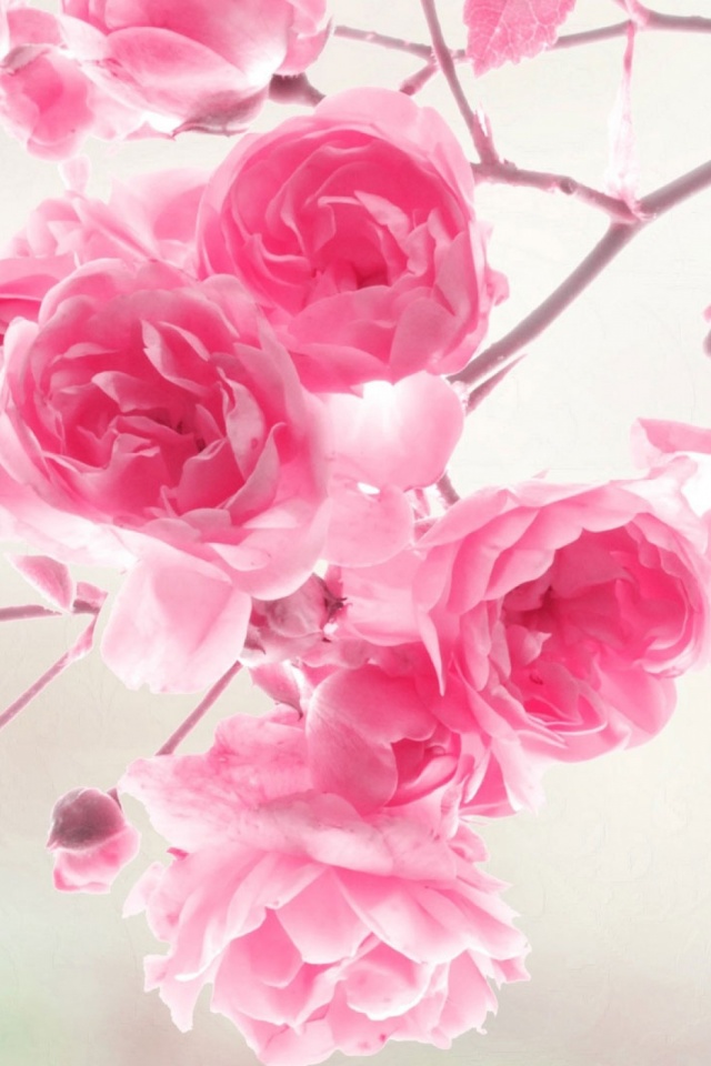 Скачати мобільні шпалери Природа, Квітка, Роза, Земля, Рожева Квітка, Флауерзи безкоштовно.