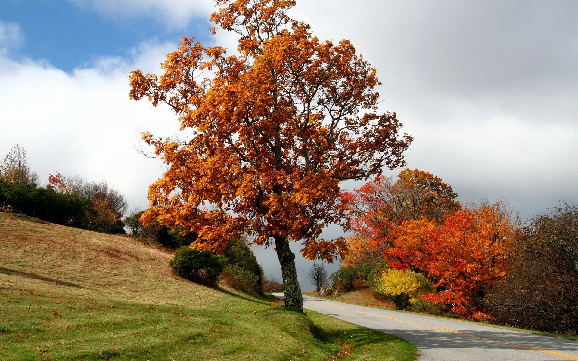 autumn, nature, bush, wood, road, turn, tree, asphalt, slope, cloud, meadow Full HD