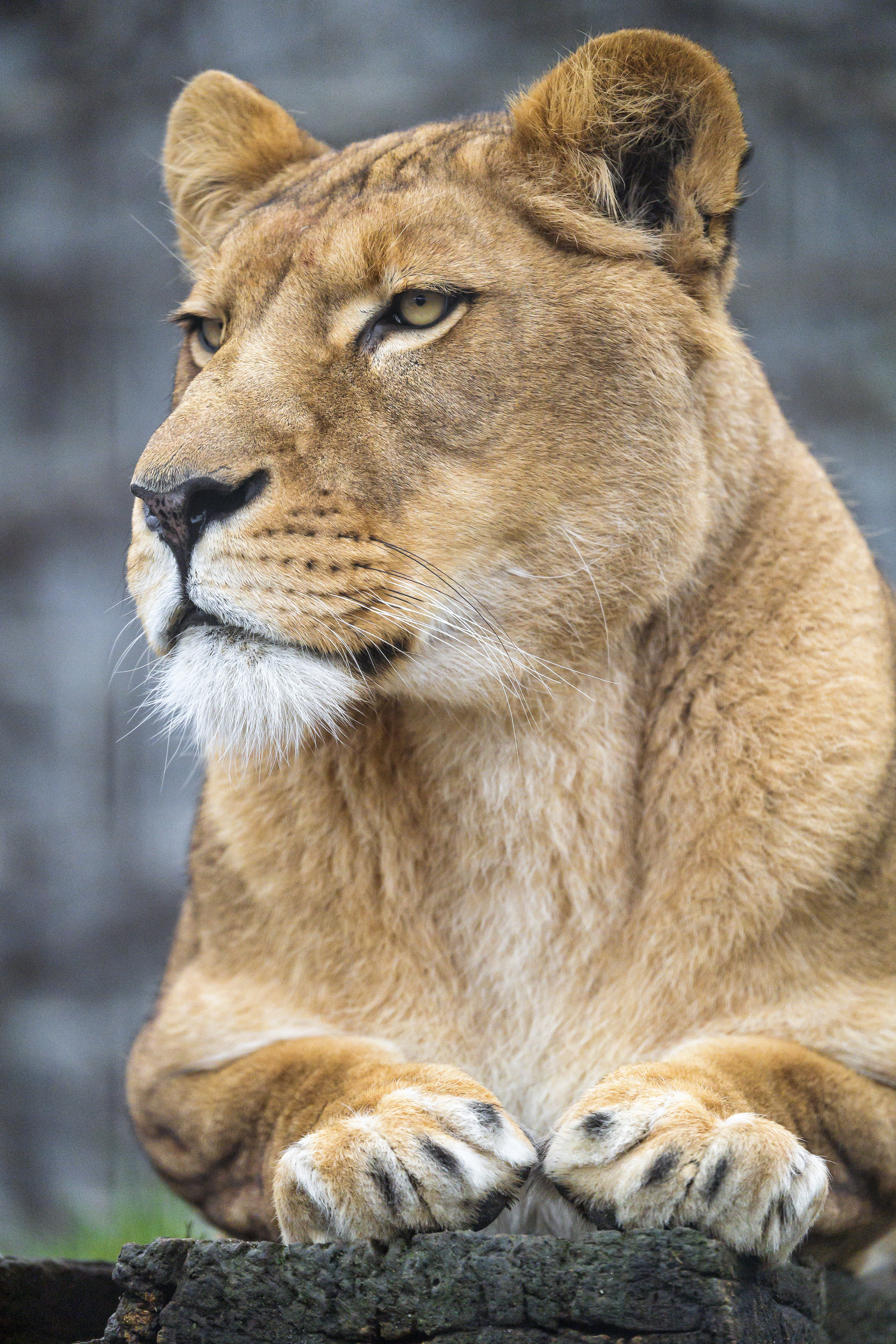 118893 скачать обои львица, большая кошка, хищник, животные, взгляд, лапы - заставки и картинки бесплатно