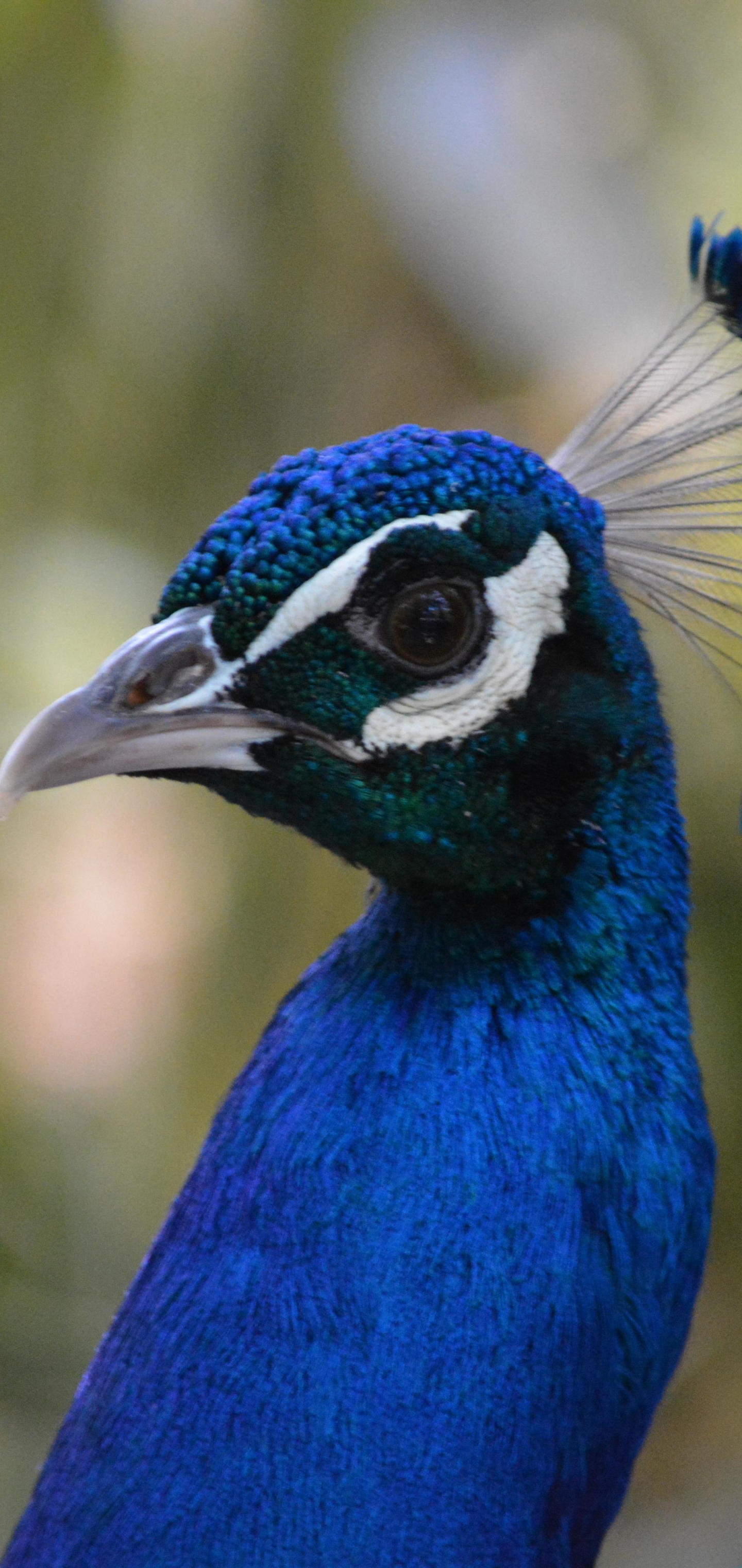 Laden Sie das Tiere, Vögel, Pfau-Bild kostenlos auf Ihren PC-Desktop herunter