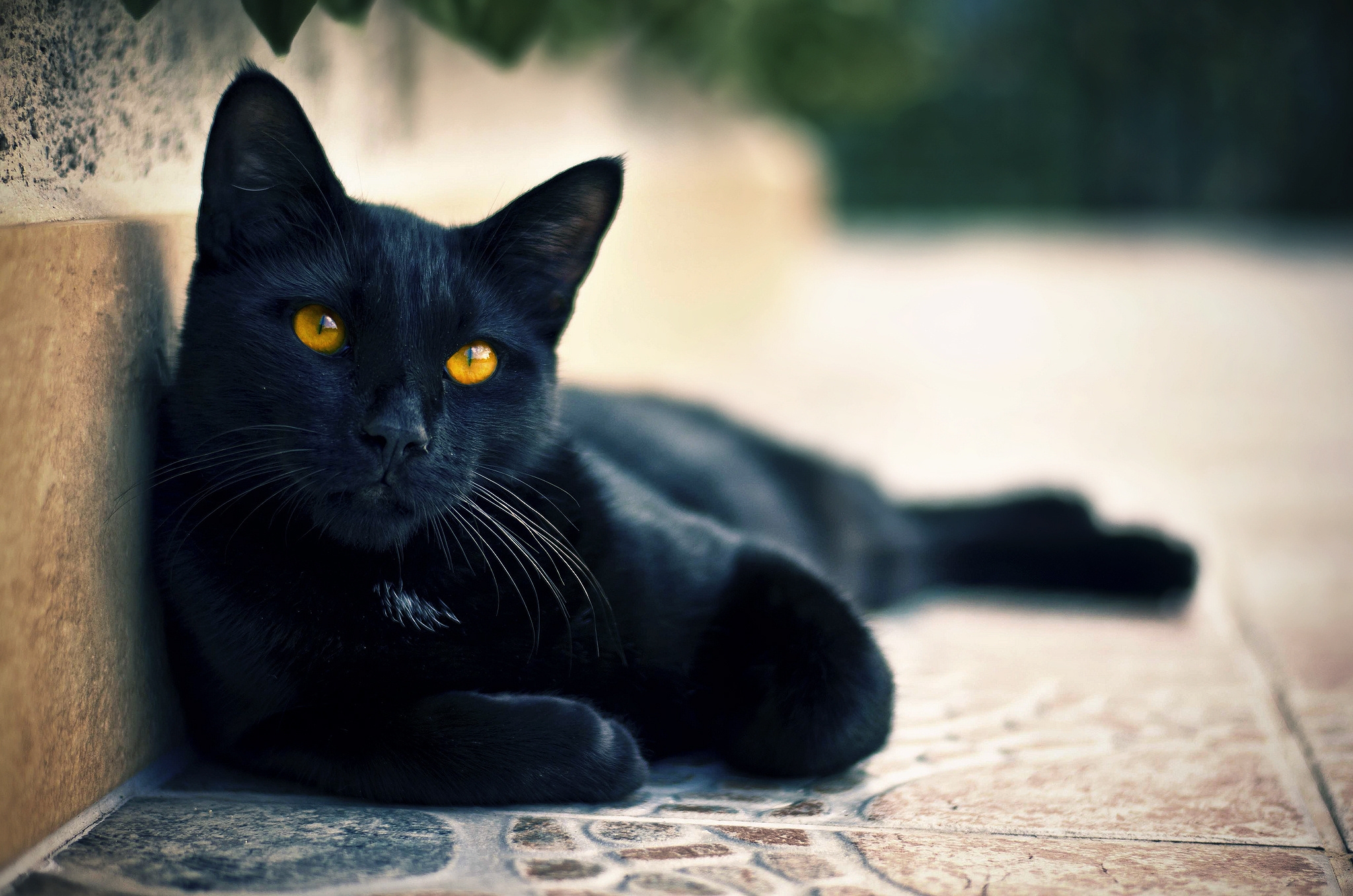 Популярні заставки і фони Чорна Кішка на комп'ютер