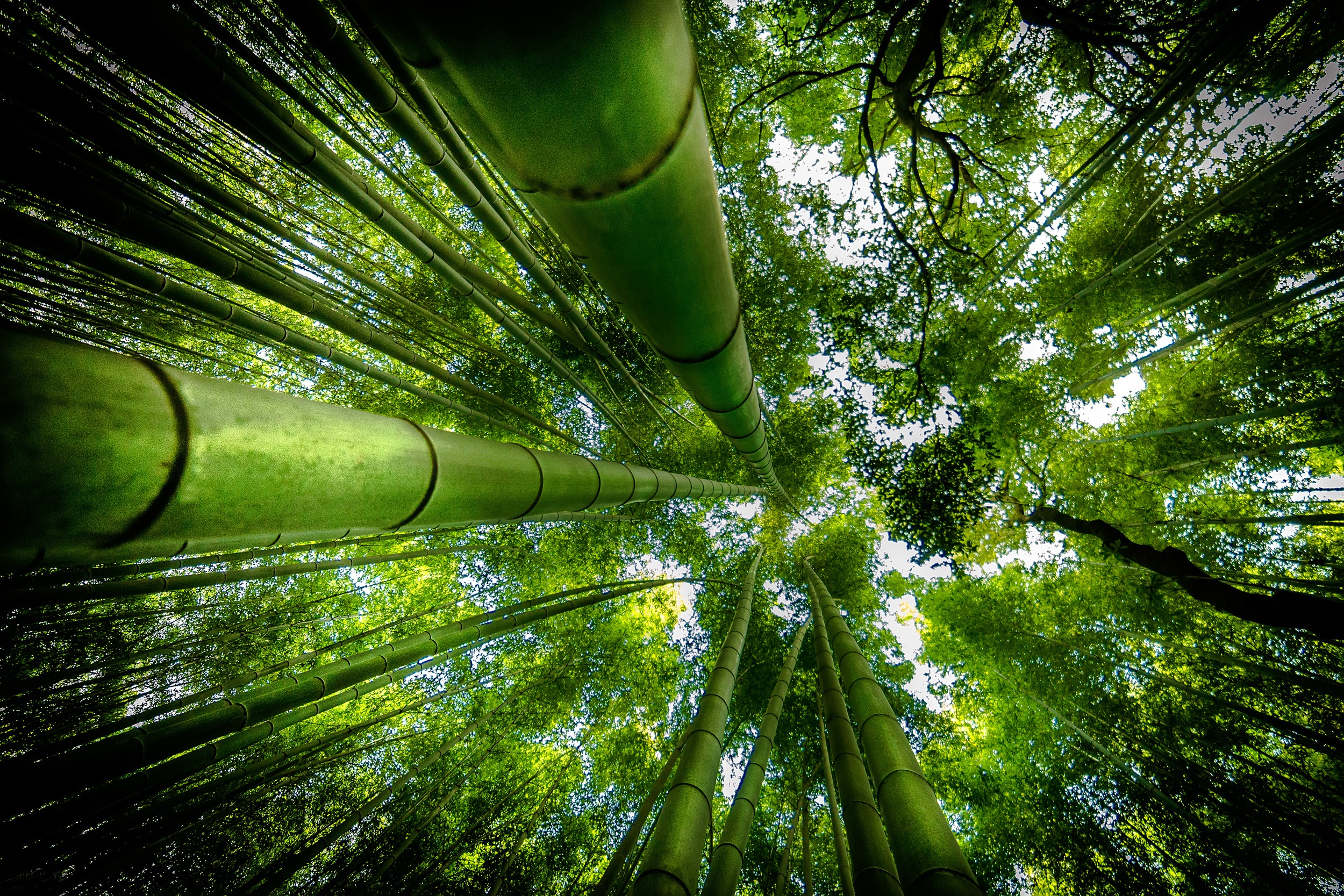 Download mobile wallpaper Nature, Forest, Earth, Bamboo, Greenery for free.