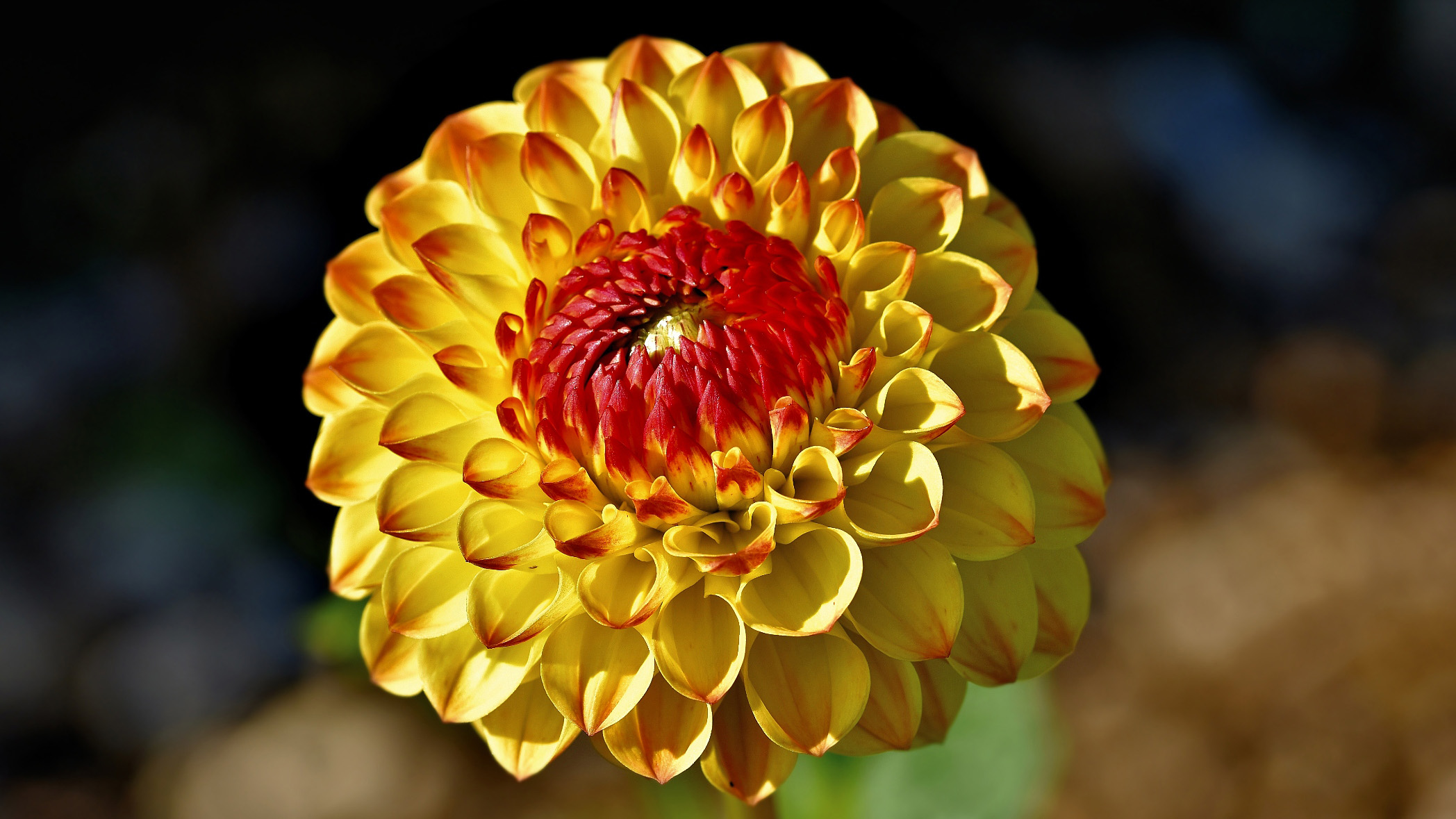 Descarga gratuita de fondo de pantalla para móvil de Flores, Dalia, Tierra/naturaleza.