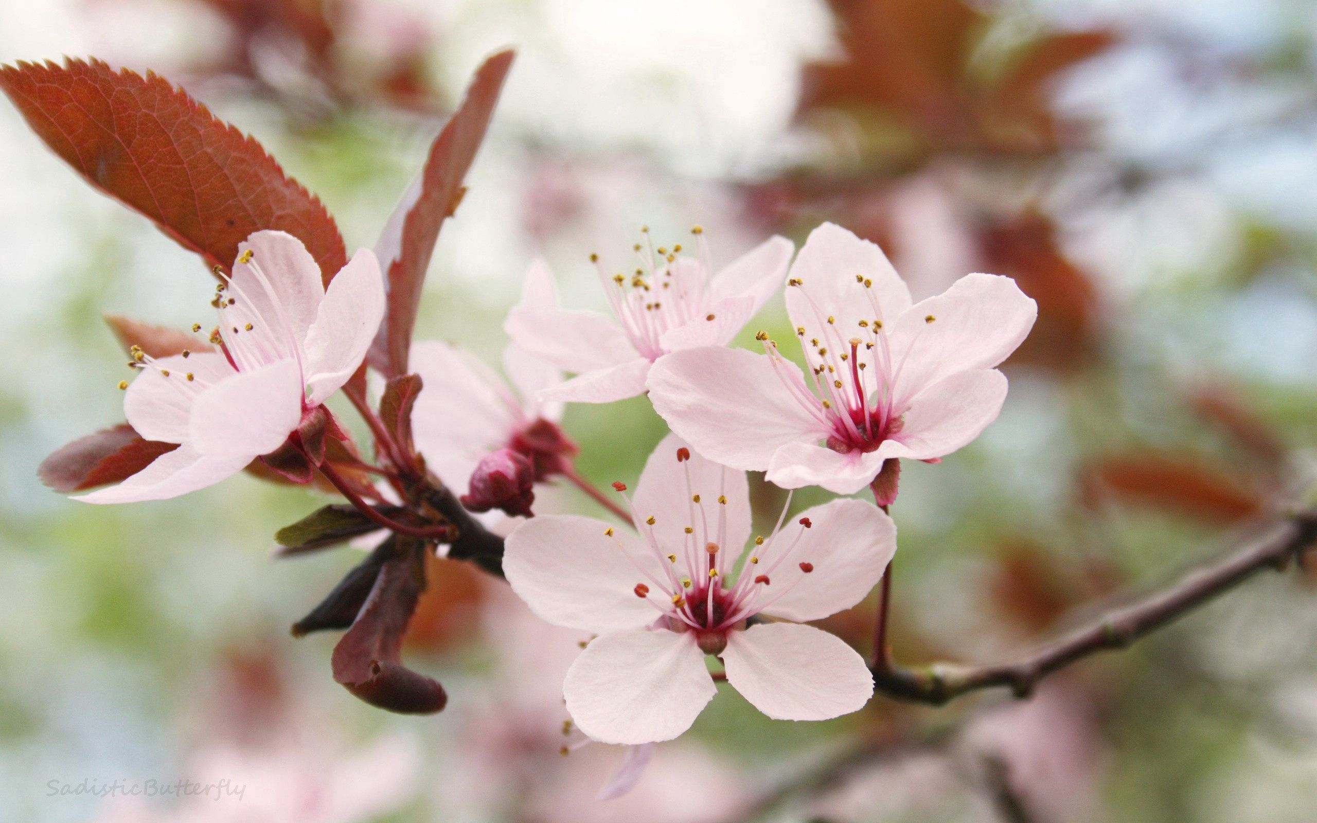 Скачати мобільні шпалери Дерево, Макро, Макрос, Квітка, Цвітіння, Весна безкоштовно.
