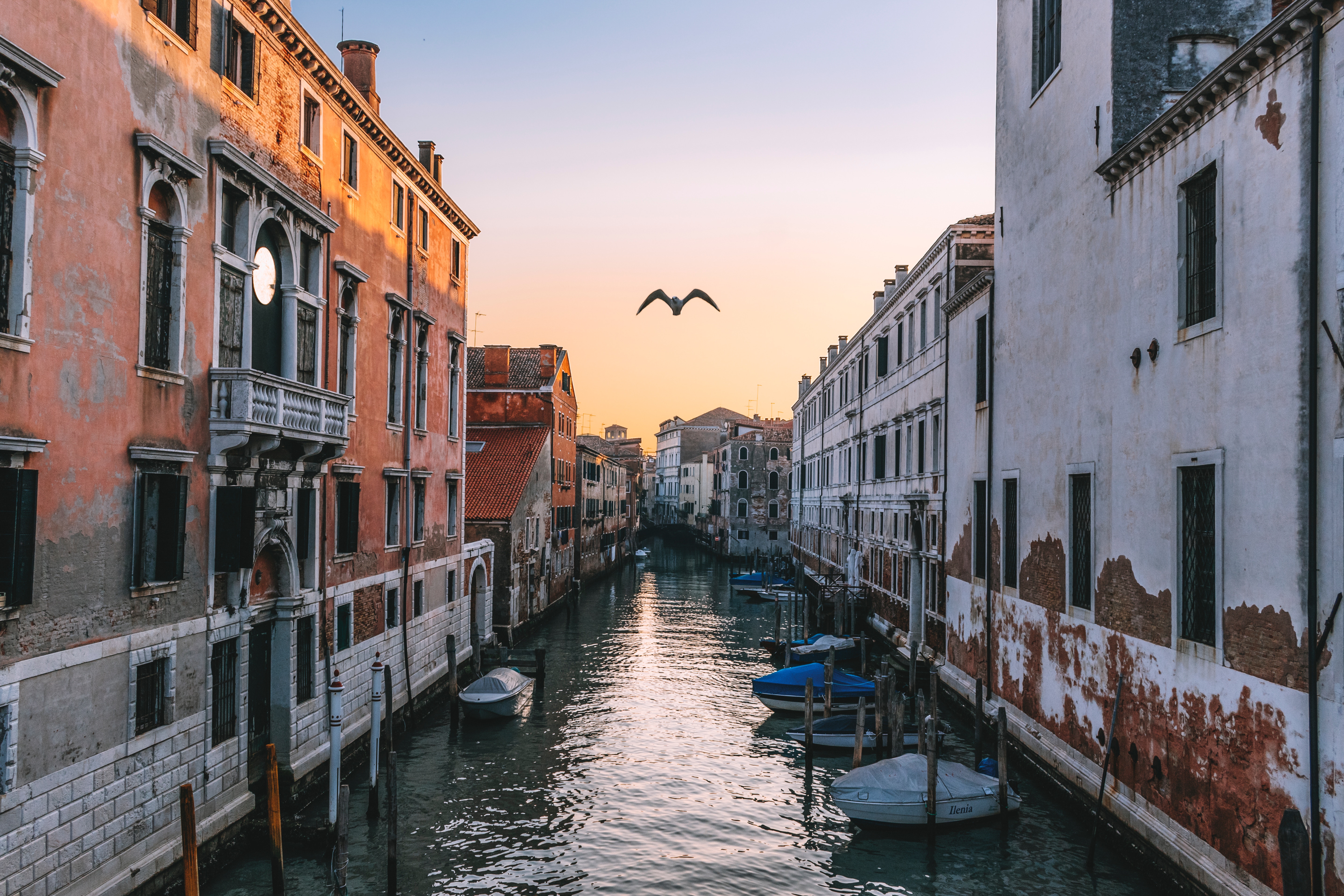 venice, cities, rivers, italy, gull, seagull, channel HD wallpaper