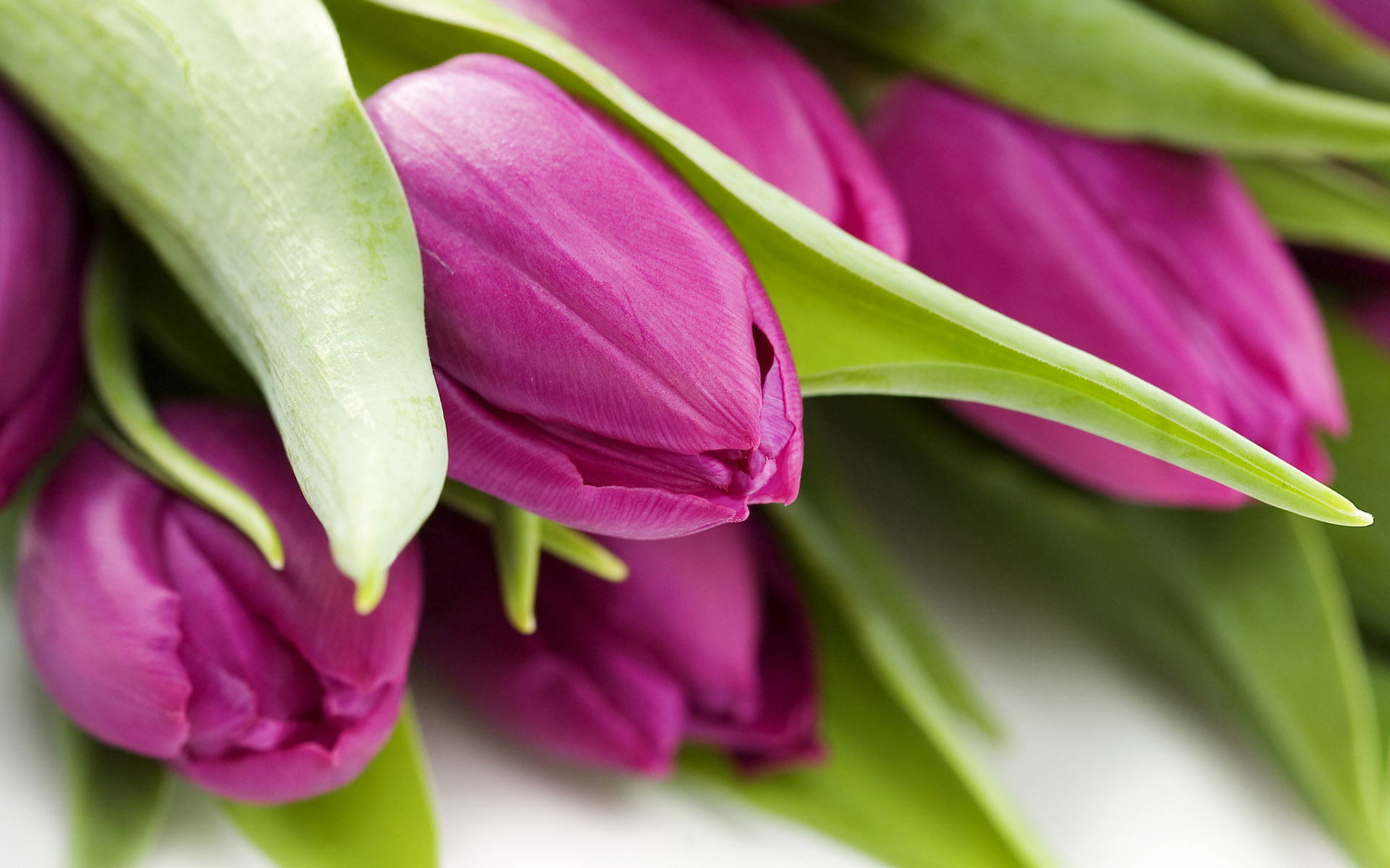 Laden Sie das Tulpe, Erde/natur-Bild kostenlos auf Ihren PC-Desktop herunter