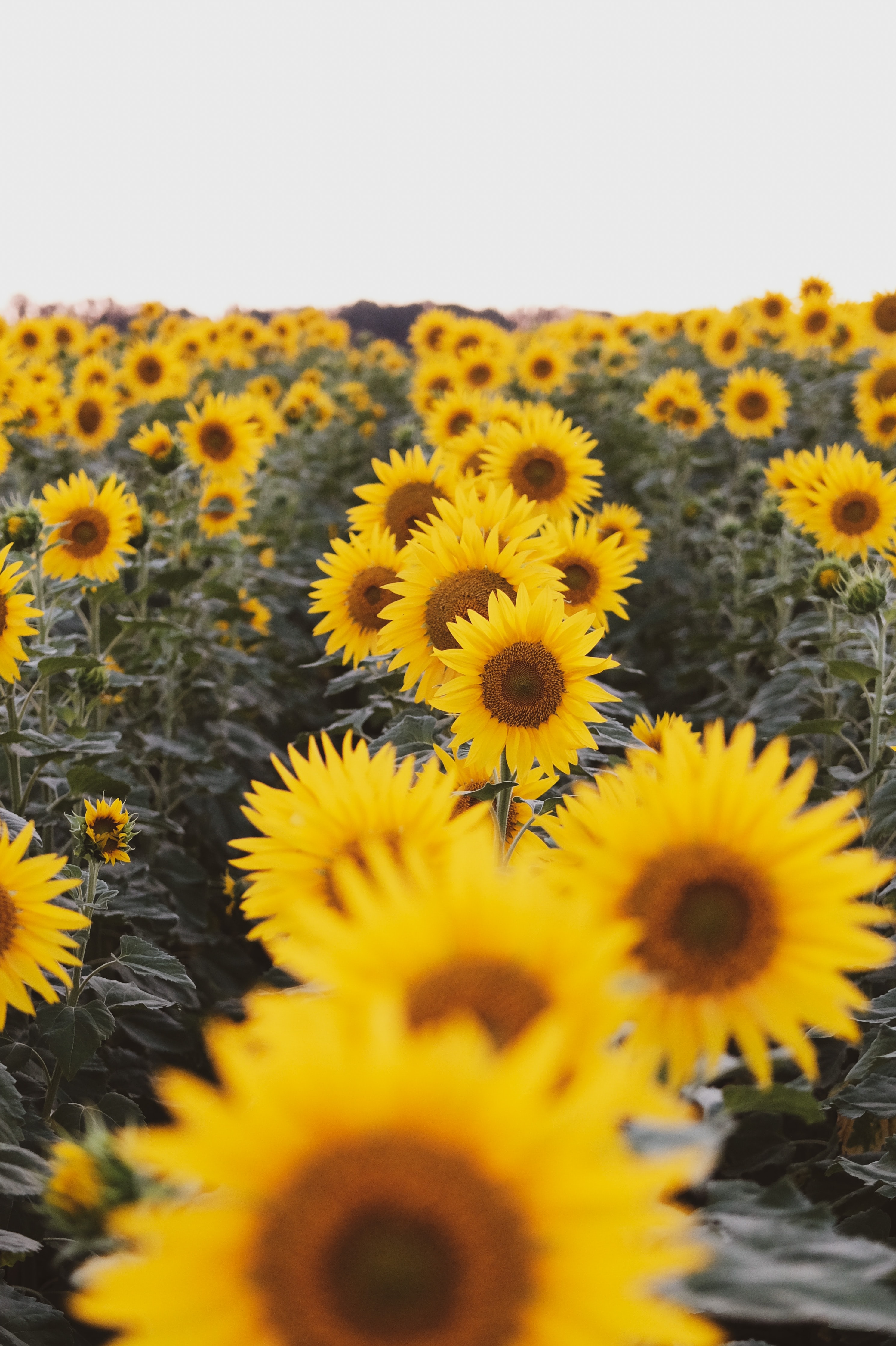 sunflowers, yellow, flowers, field