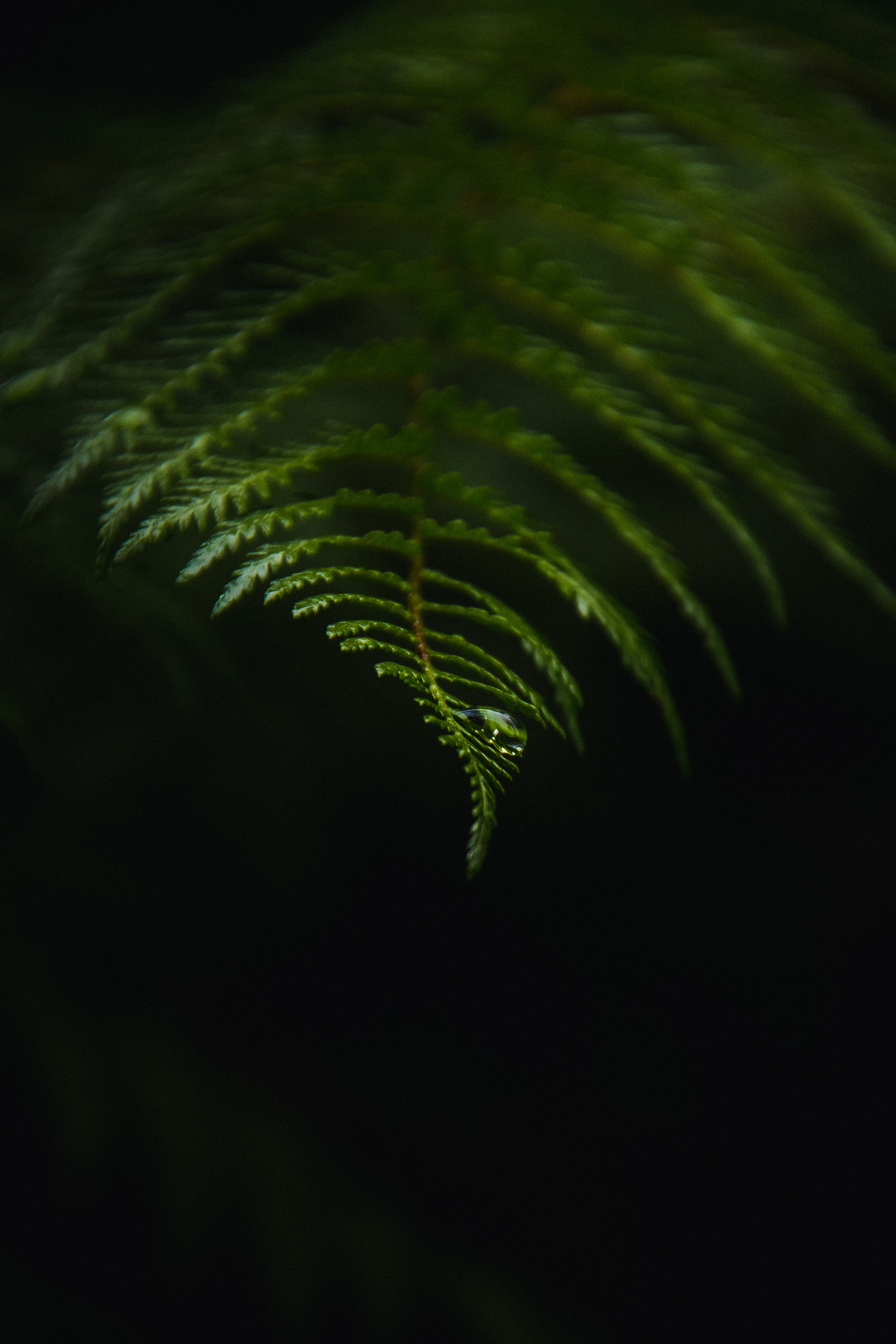 Download background fern, macro, dark, drop