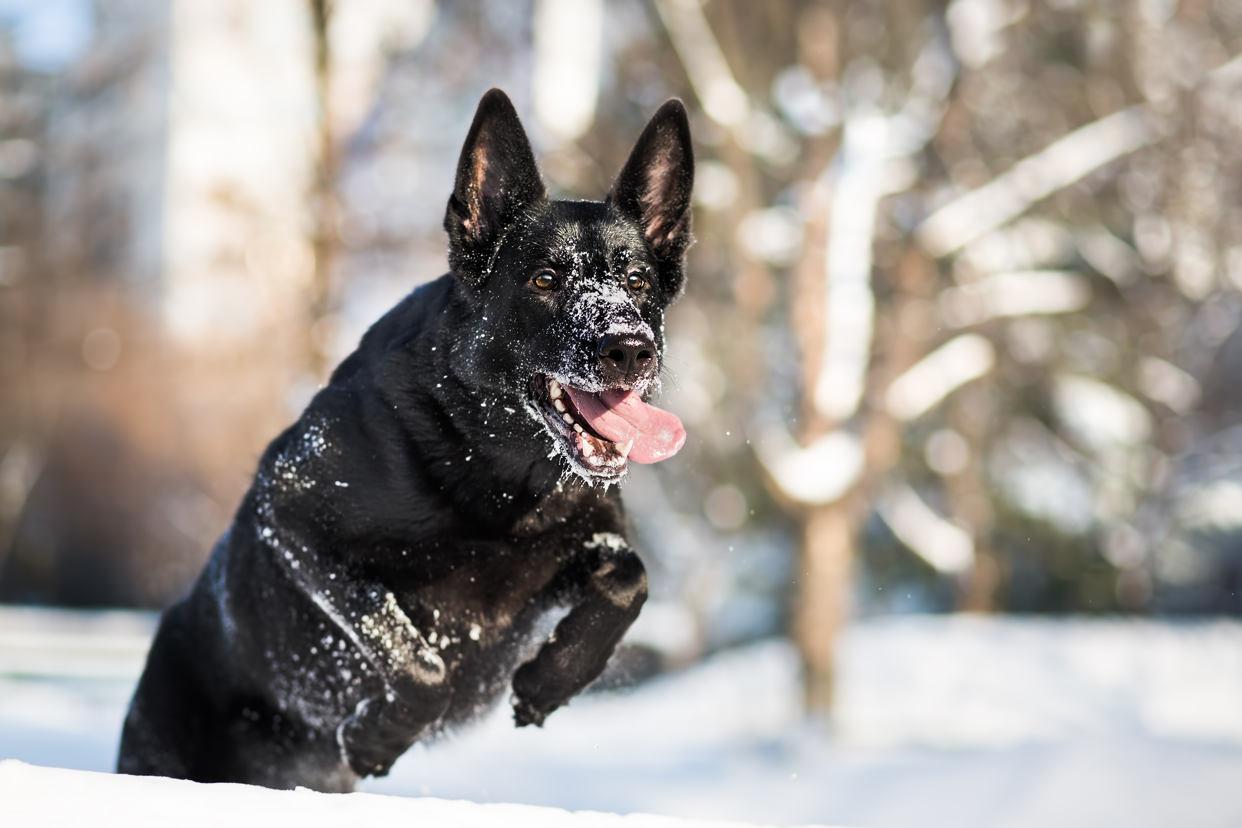 Free download wallpaper Dogs, Snow, Dog, Animal, German Shepherd on your PC desktop