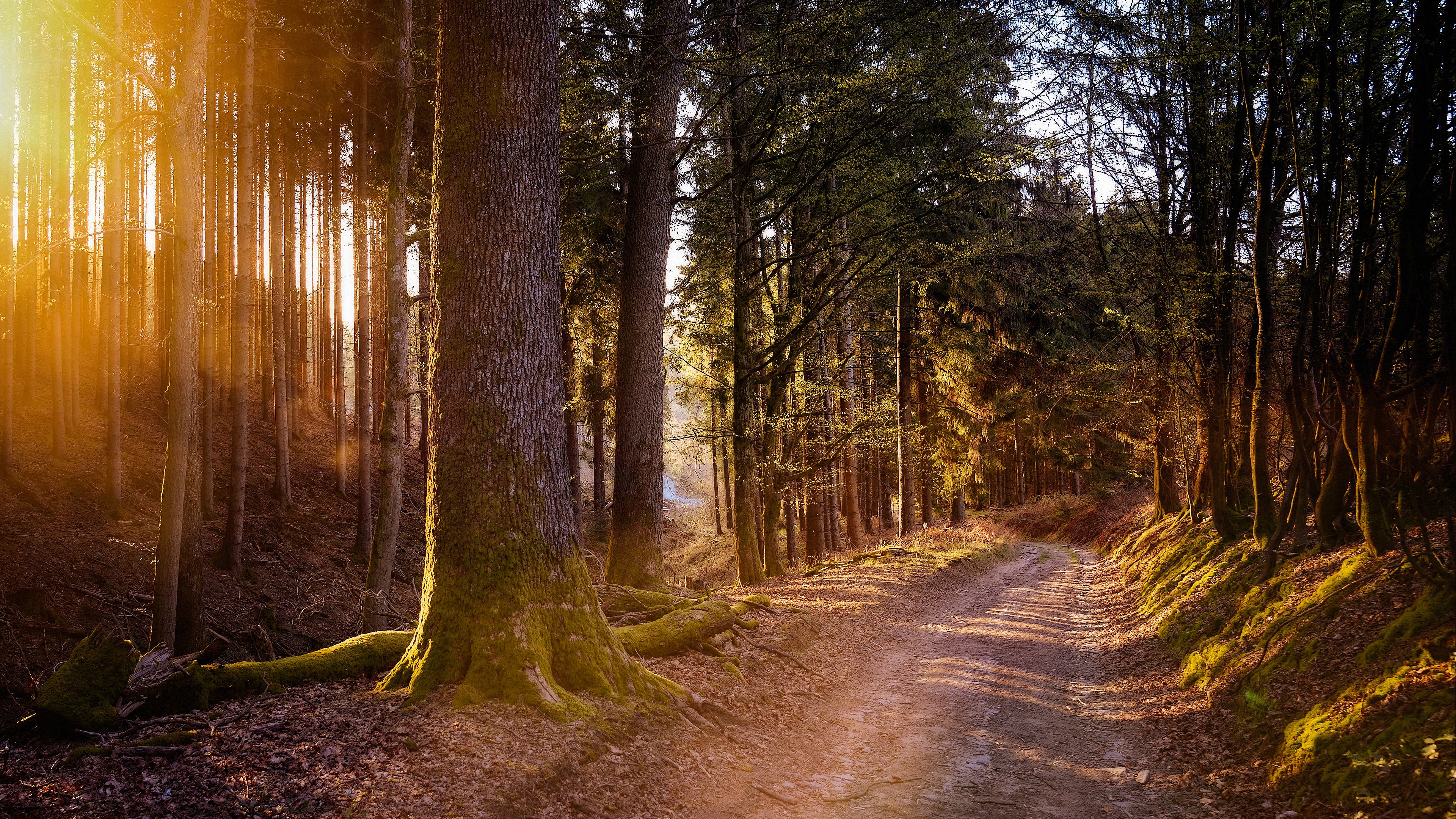 Free download wallpaper Road, Forest, Path, Sunlight, Man Made, Pine Tree on your PC desktop
