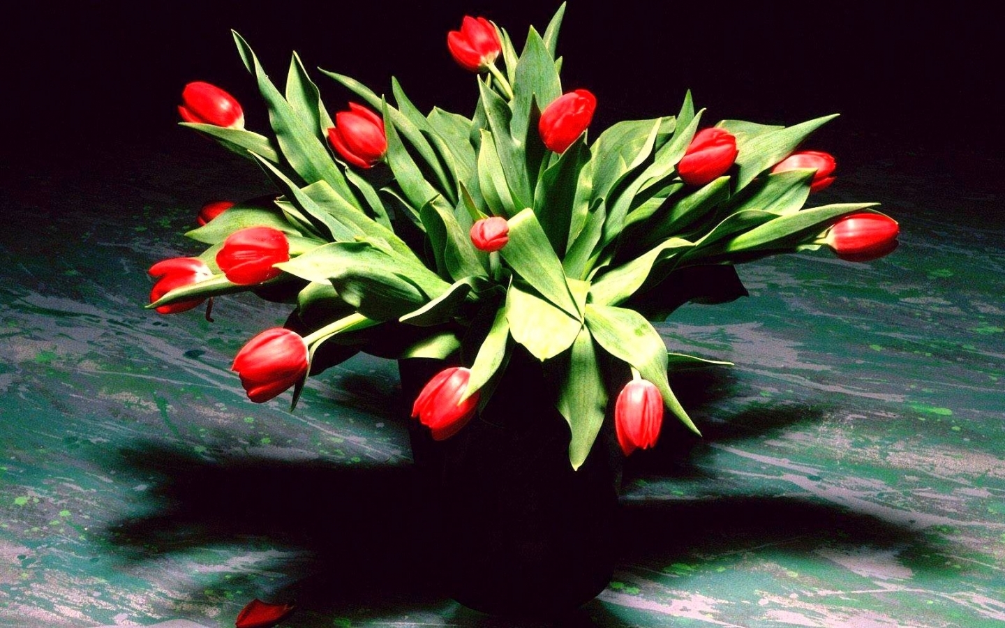 49115 baixar papel de parede plantas, flores, tulipas, preto - protetores de tela e imagens gratuitamente
