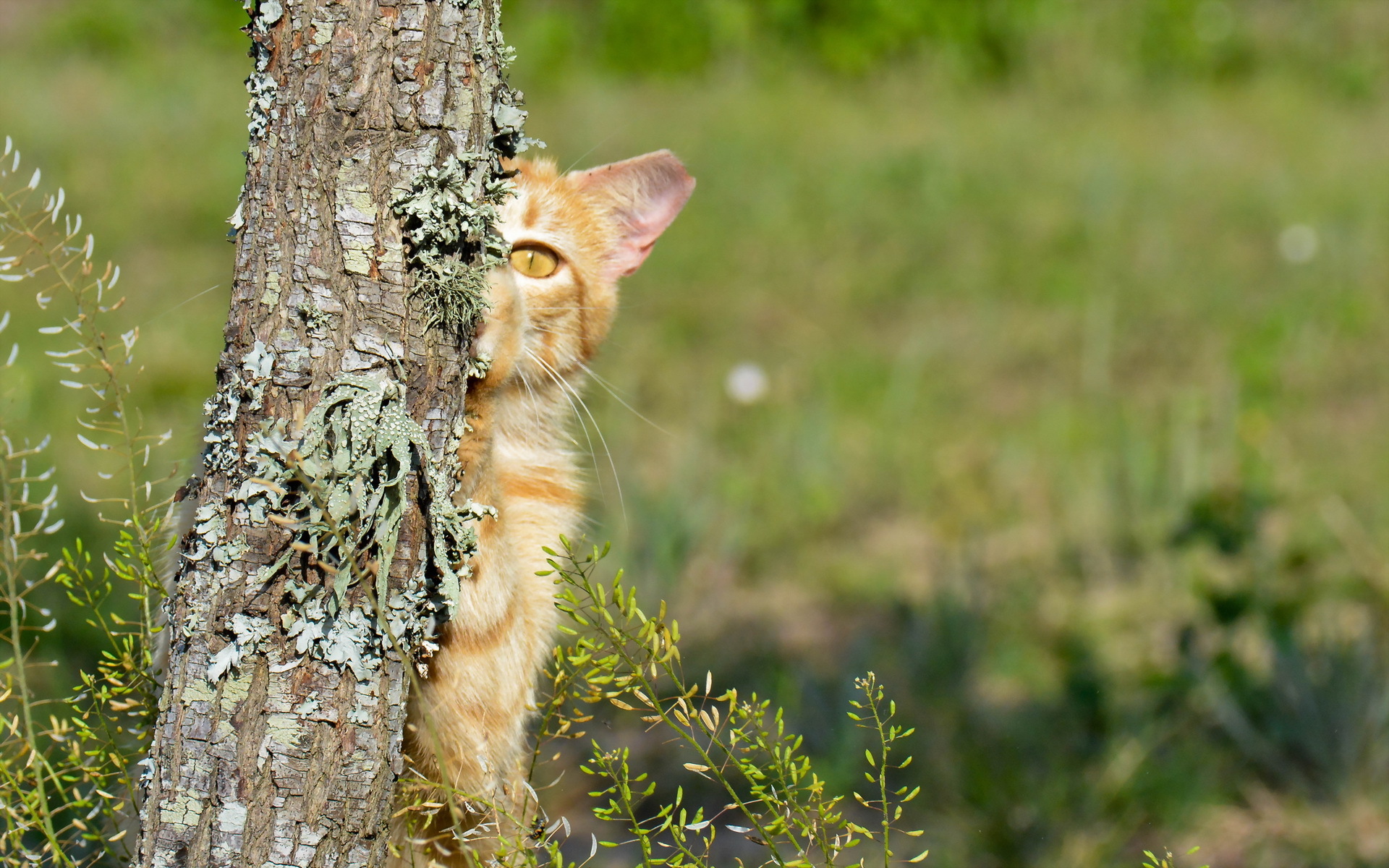 Handy-Wallpaper Tiere, Katzen, Katze kostenlos herunterladen.