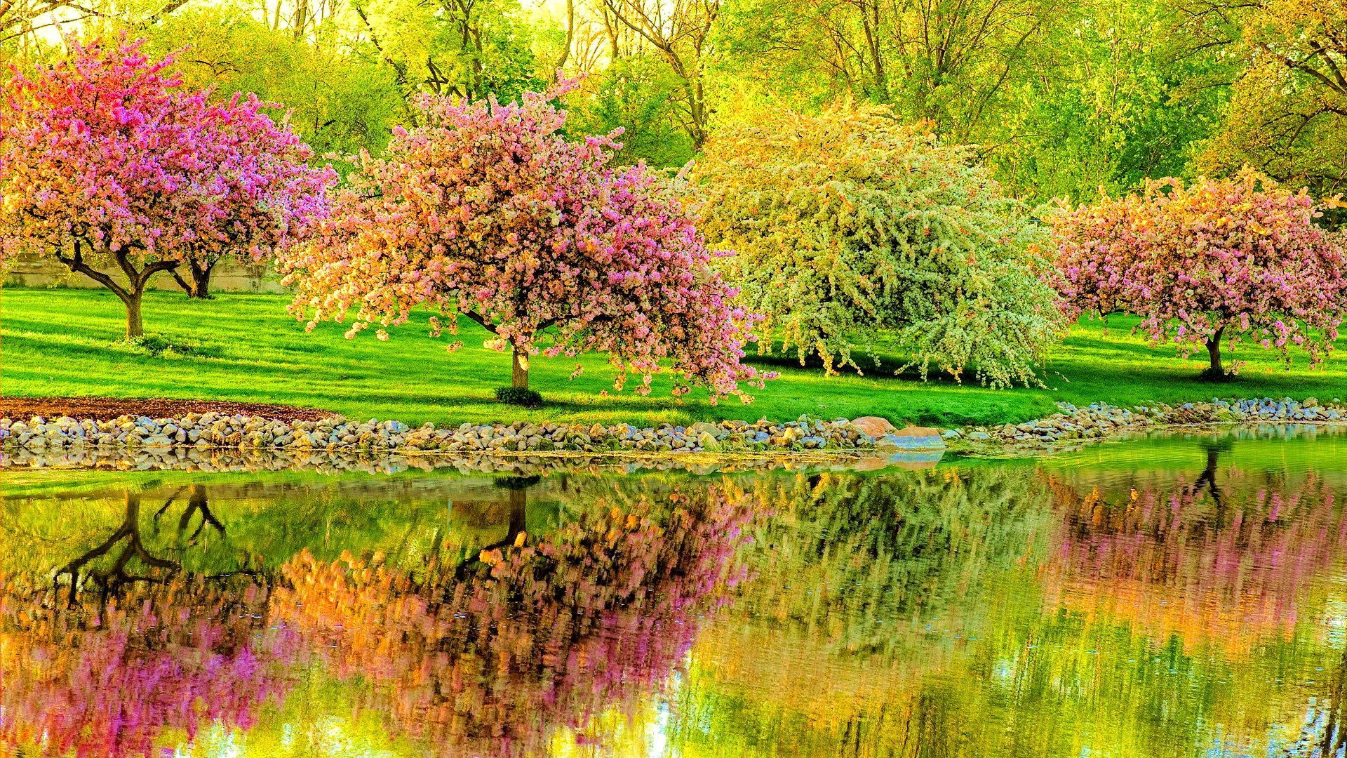 無料モバイル壁紙木, 反射, 花, 公園, 池, 春, 写真撮影をダウンロードします。