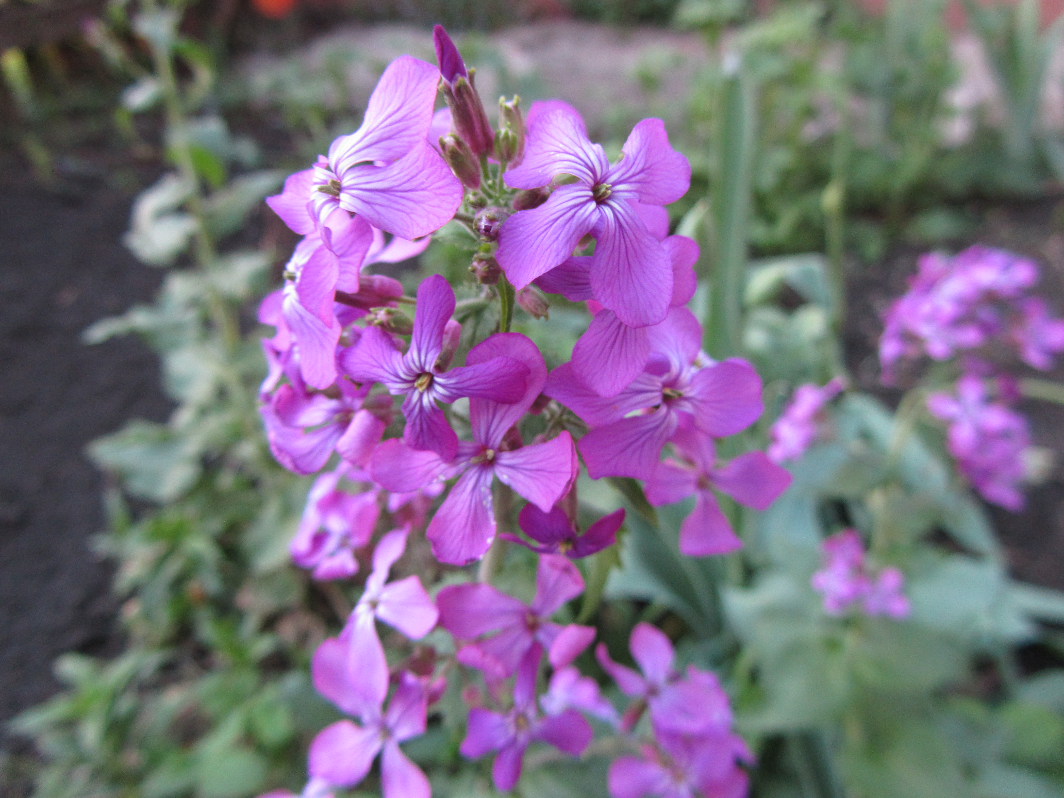 Descarga gratuita de fondo de pantalla para móvil de Flor, Tierra/naturaleza.