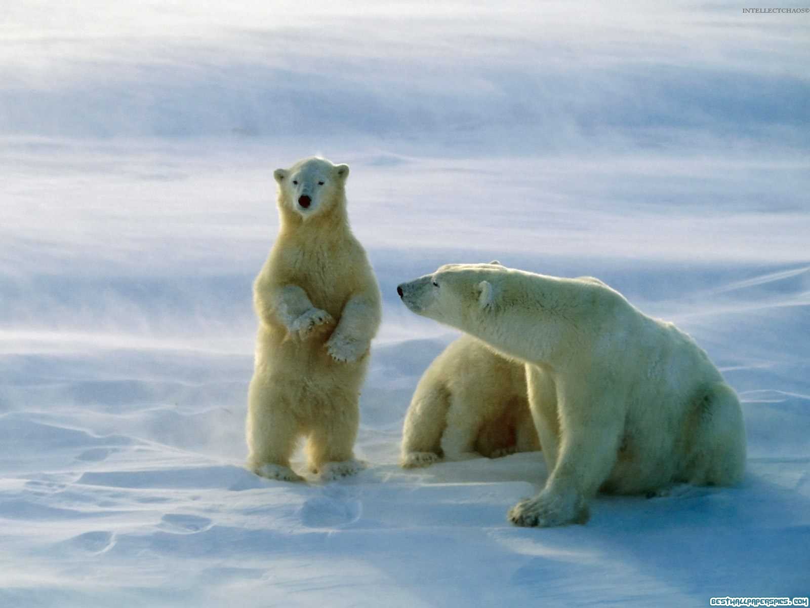 179340 descargar fondo de pantalla animales, oso polar, osos: protectores de pantalla e imágenes gratis