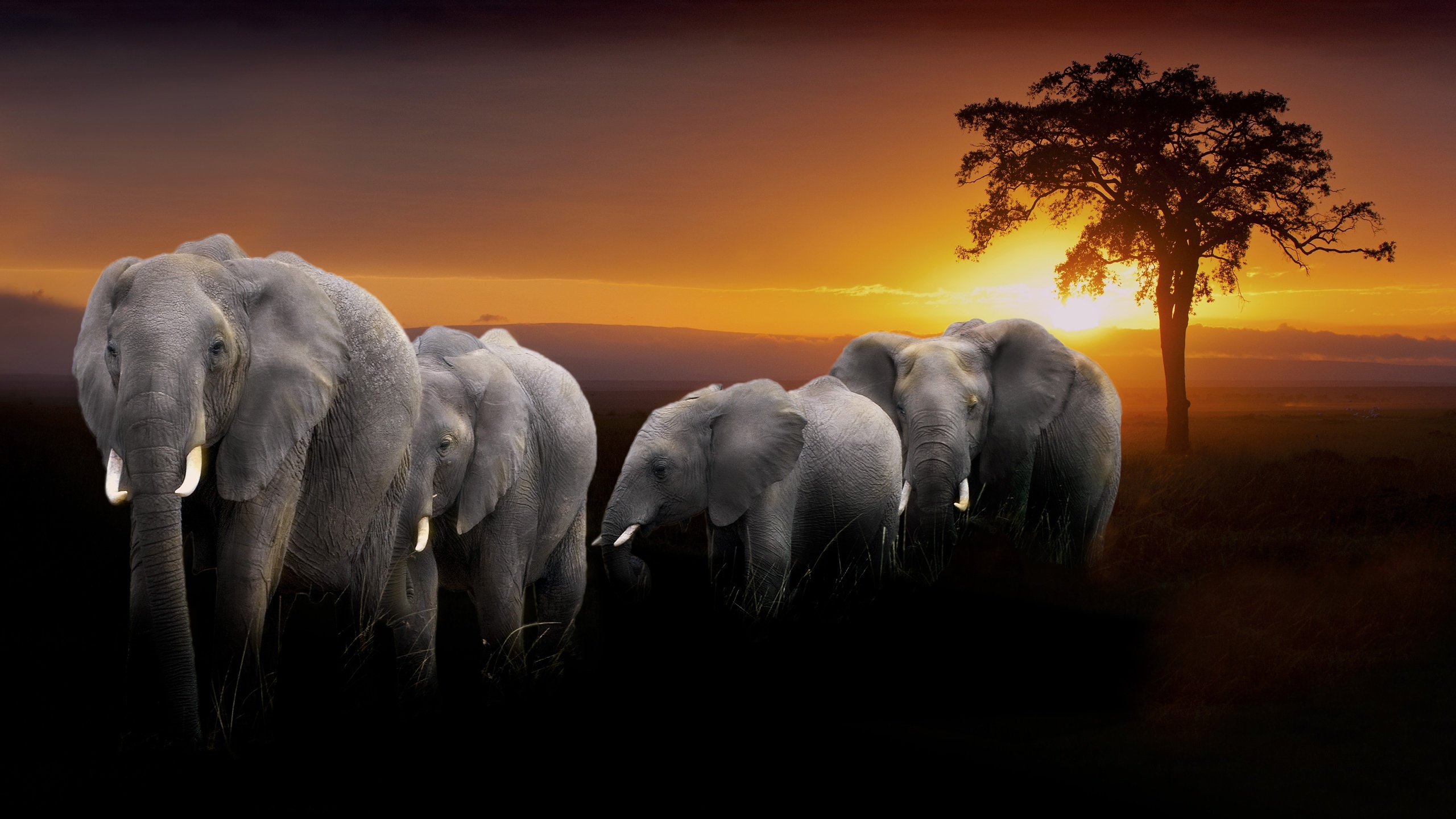 Baixar papel de parede para celular de Elefante Da Savana, Elefantes, Animais gratuito.