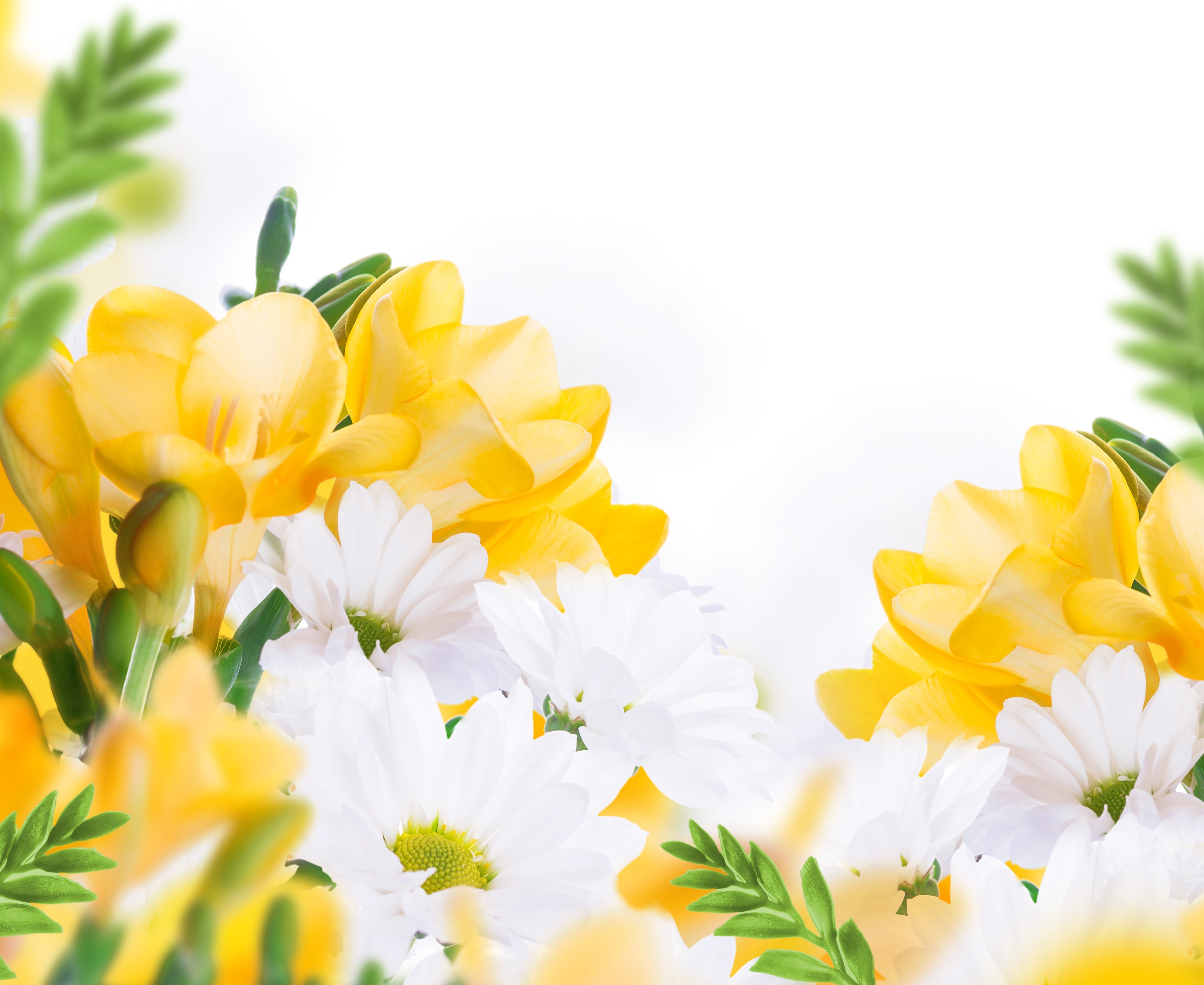 Free download wallpaper Flowers, Chrysanthemum, Flower, Earth, Yellow Flower, White Flower on your PC desktop