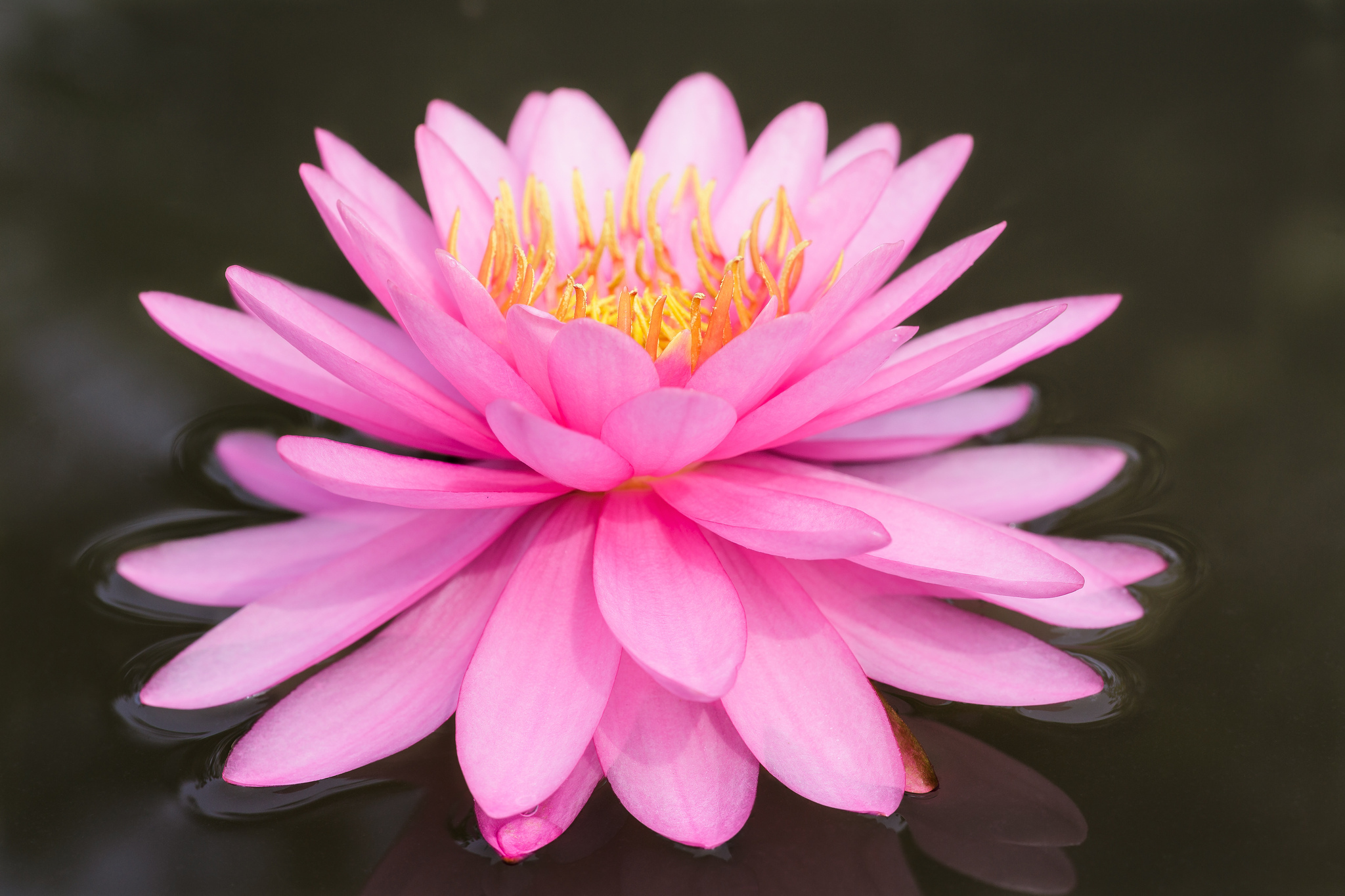 Free download wallpaper Flowers, Lotus, Earth on your PC desktop