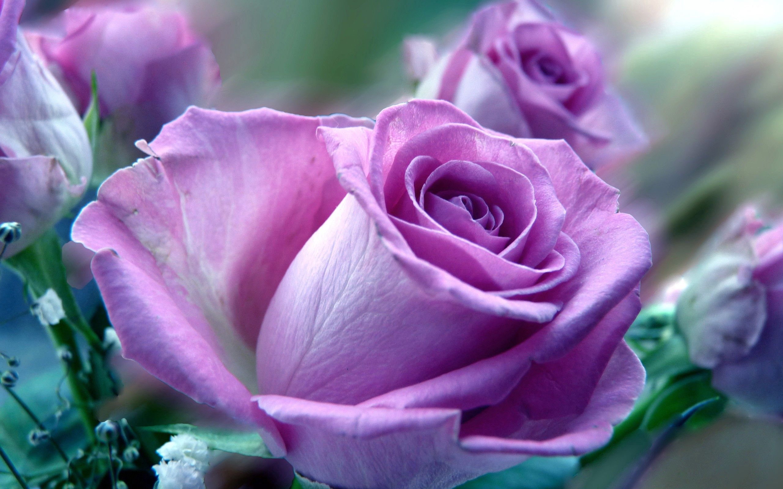 Téléchargez gratuitement l'image Nature, Une Rose, Fleur, Macro, Rose sur le bureau de votre PC