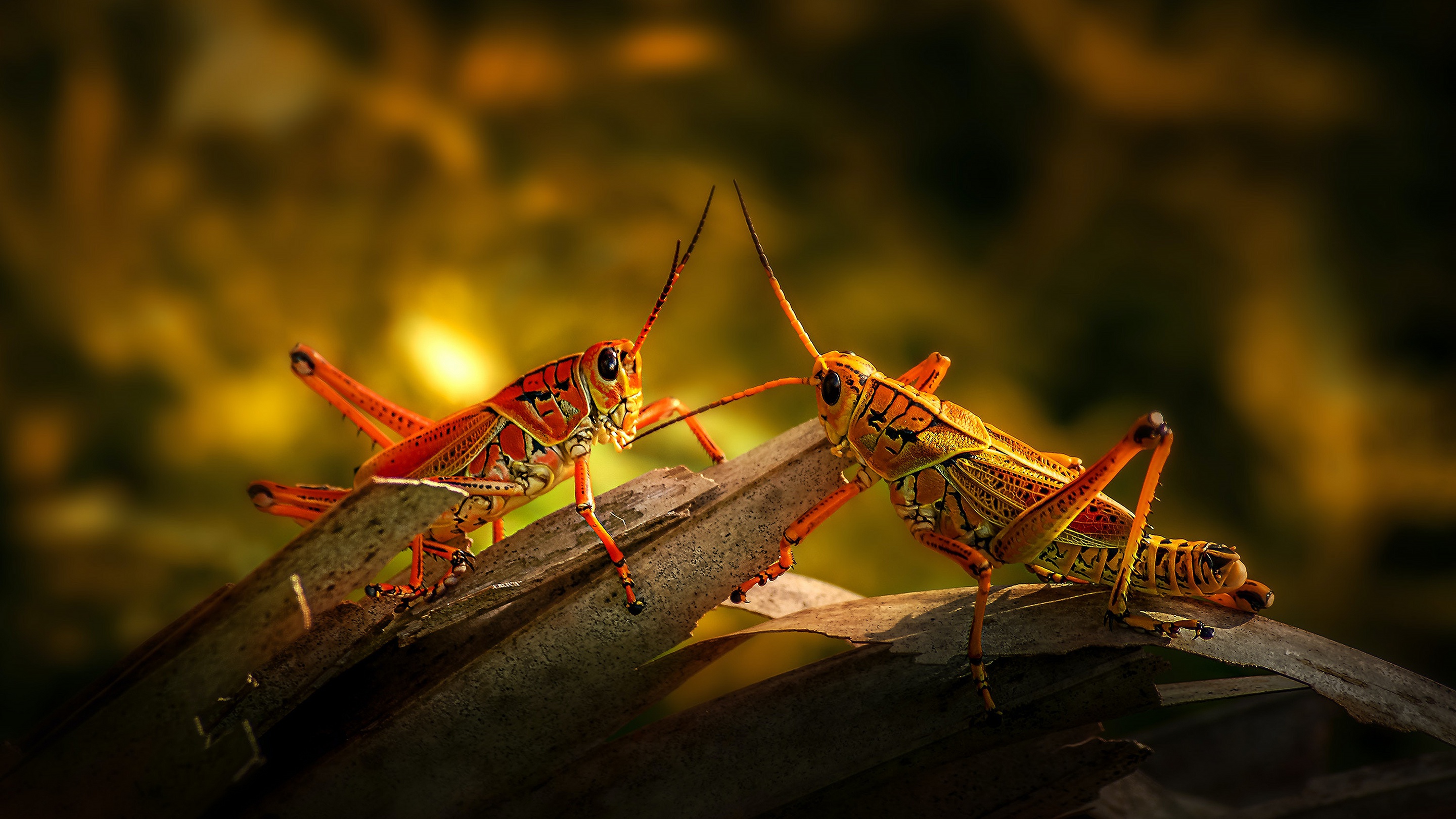 Descarga gratis la imagen Animales, Insecto, Saltamontes en el escritorio de tu PC